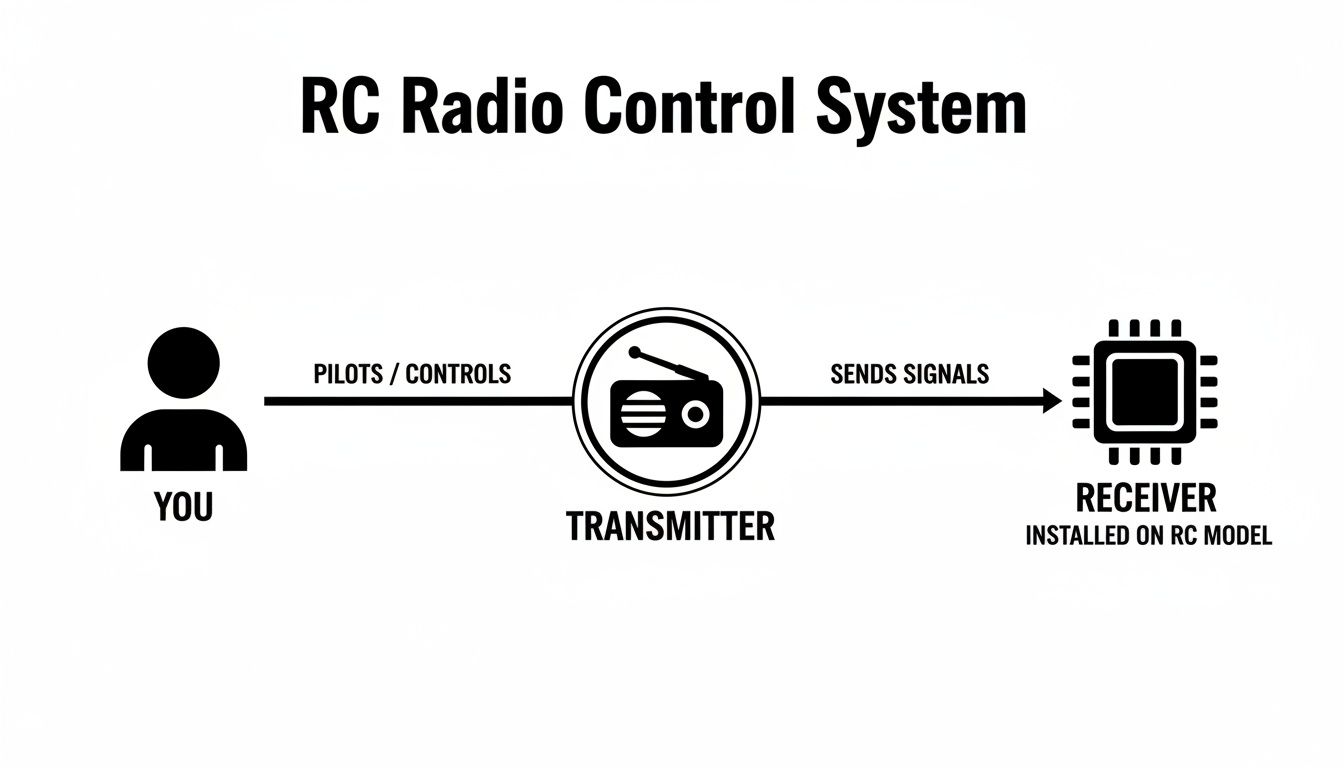 Diagram illustrating an RC radio control system where a person controls a transmitter sending signals to a receiver on an RC model.