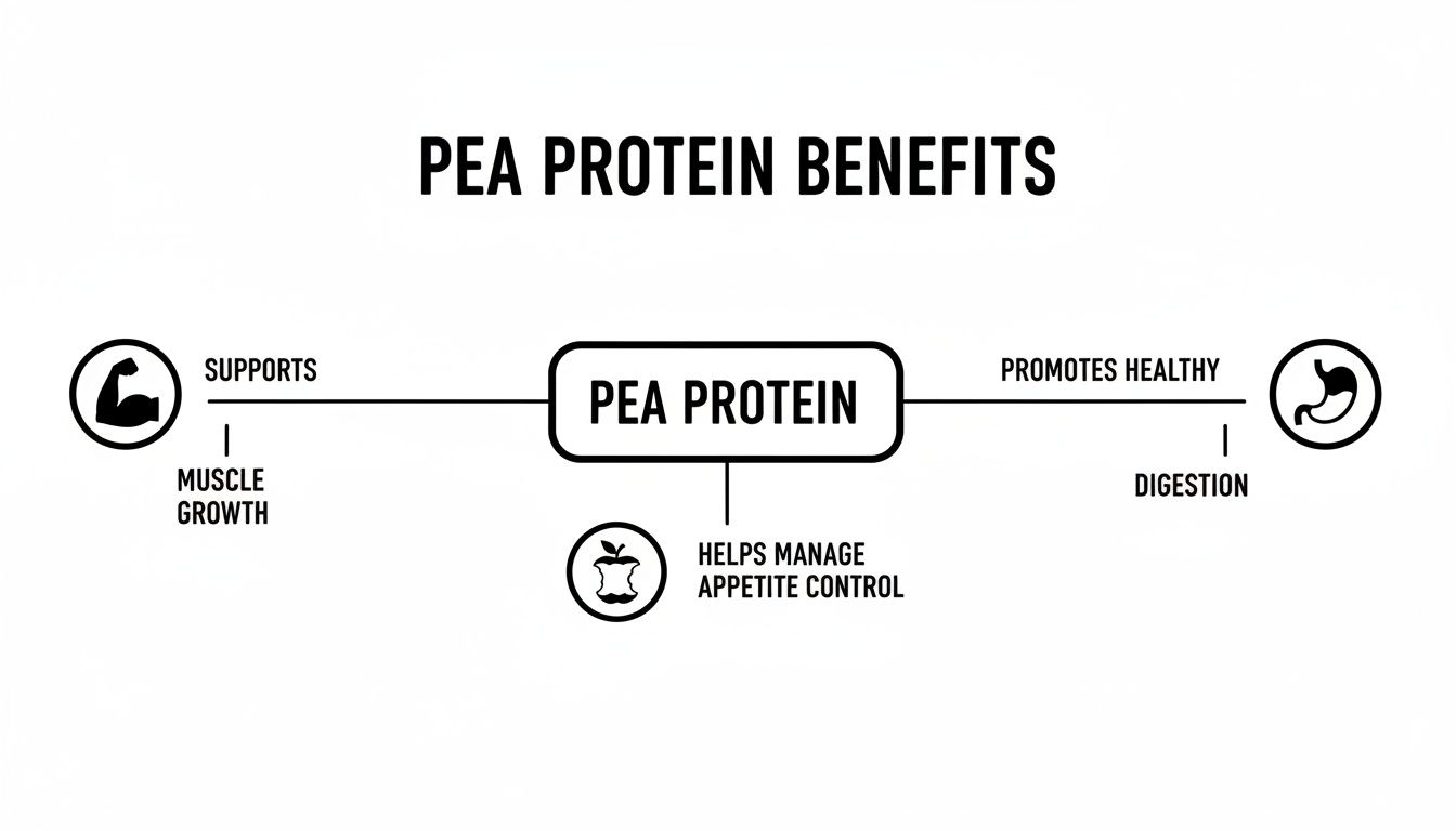 A clear diagram illustrating pea protein benefits: muscle growth, healthy digestion, and appetite control.