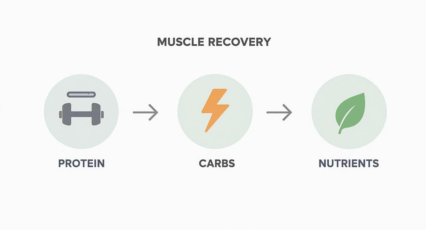 Infographic illustrating the importance of protein, carbs, and nutrients for muscle recovery process.