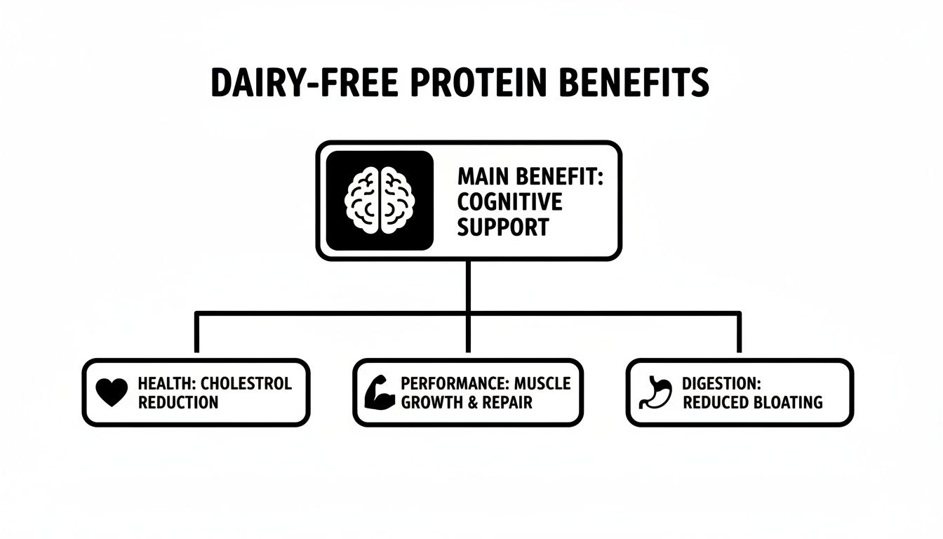 Diagram illustrating dairy-free protein benefits, including cognitive support, cholesterol reduction, muscle growth, and reduced bloating.