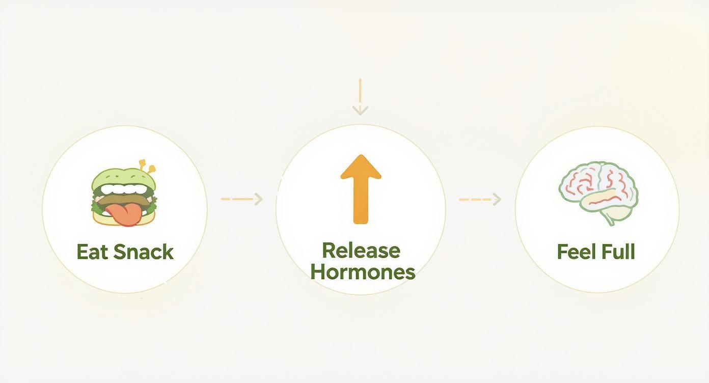 Infographic about crunchy high protein snacks