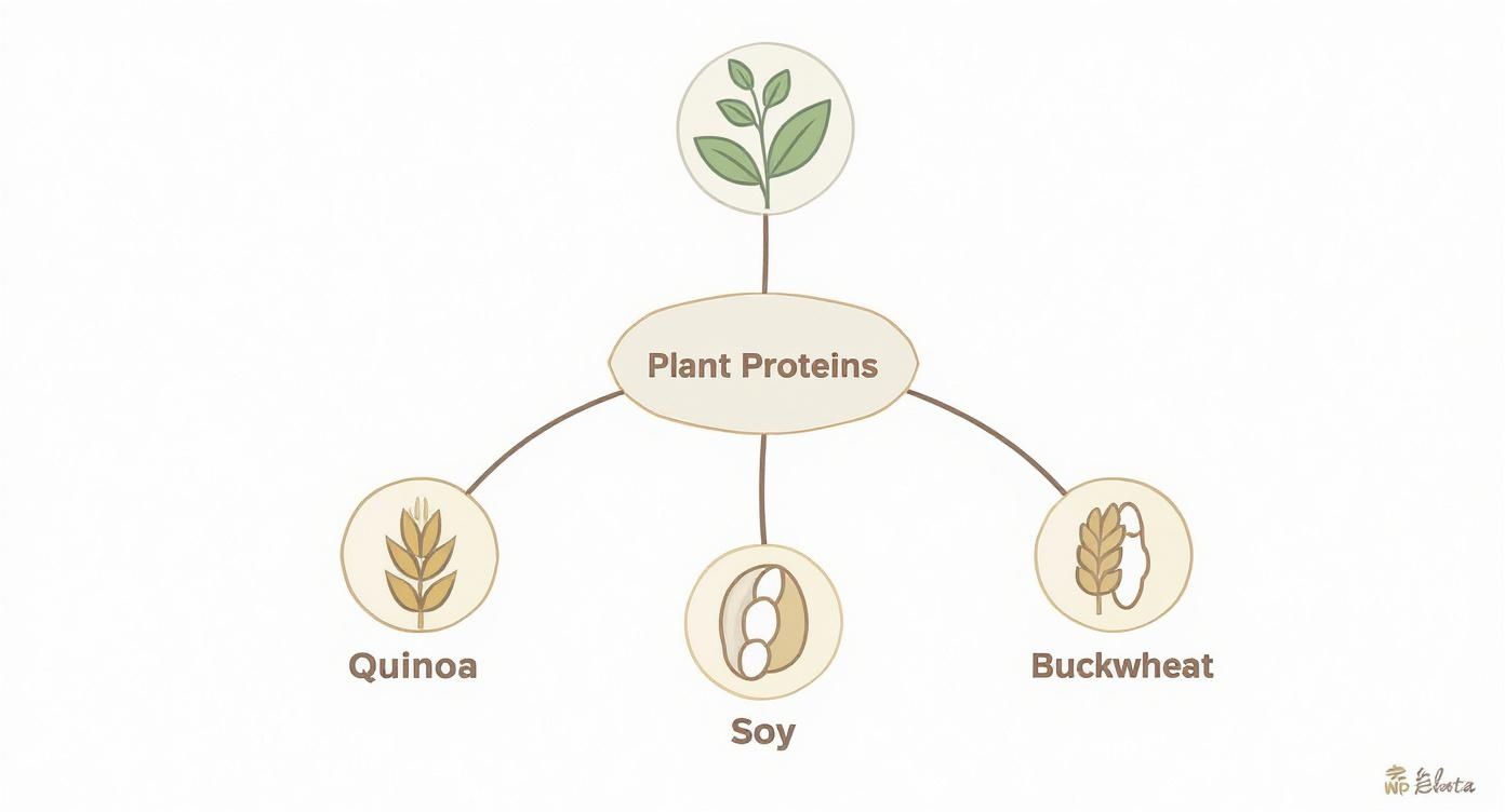 A diagram illustrating plant proteins, showing quinoa, soy, and buckwheat as complete protein sources.