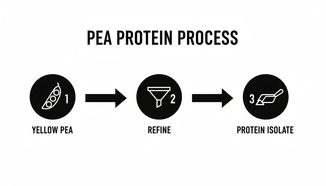Flowchart illustrating the three-step pea protein isolation process: yellow pea, refine, and protein isolate.