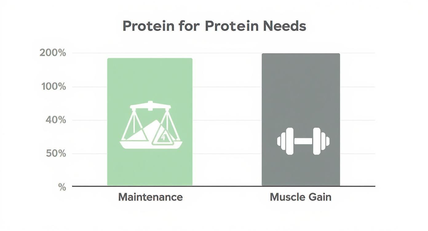 Infographic showing a side-by-side comparison of protein needs for muscle maintenance versus muscle gain.