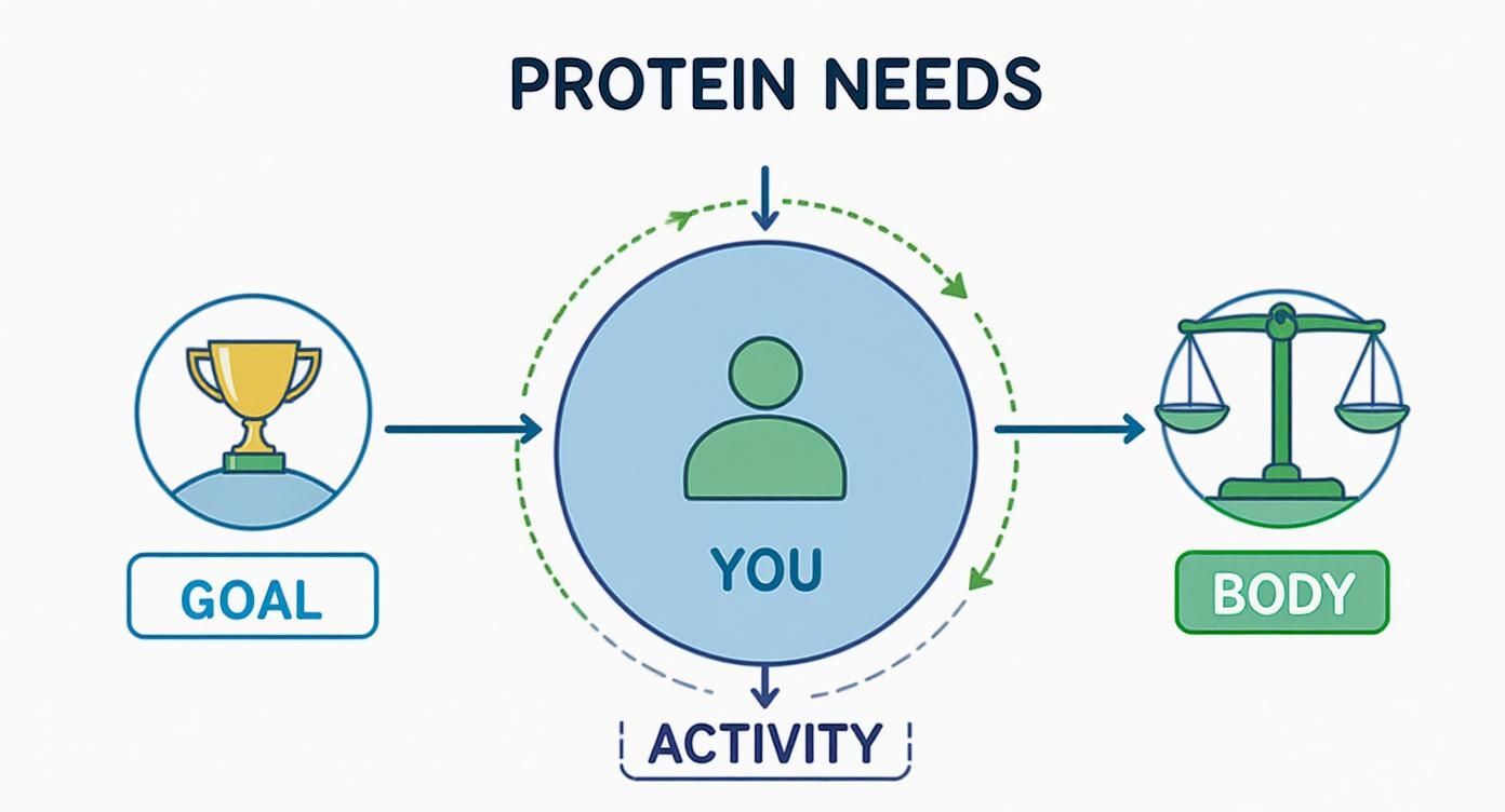 A diagram illustrating protein needs, showing how goals, personal activity, and body influence them.
