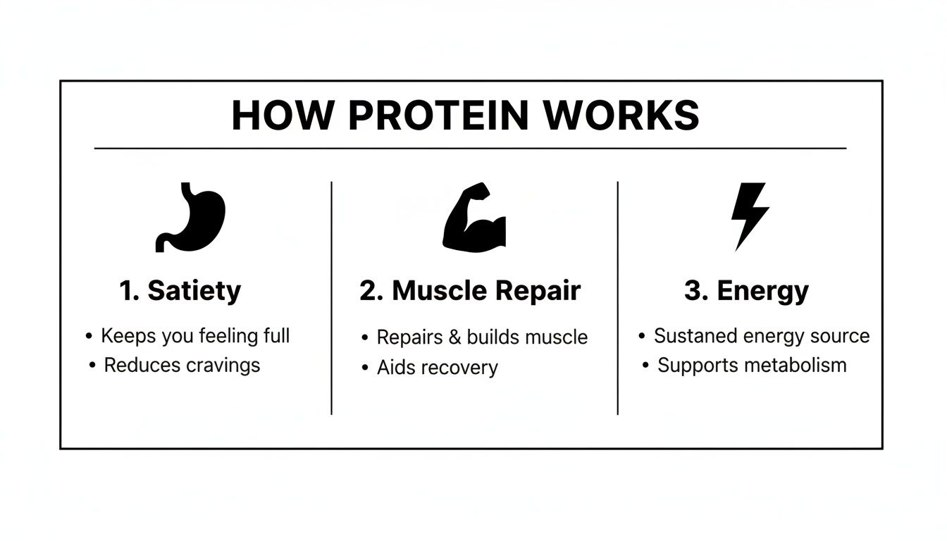 An infographic explaining how protein works, highlighting its roles in satiety, muscle repair, and energy.
