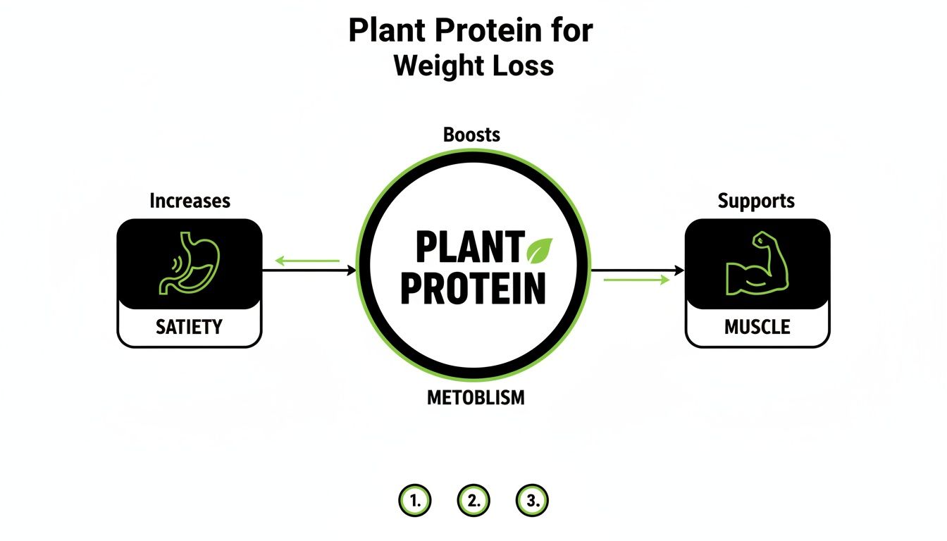 Diagram showing how plant protein increases satiety, boosts metabolism, and supports muscle for weight loss.