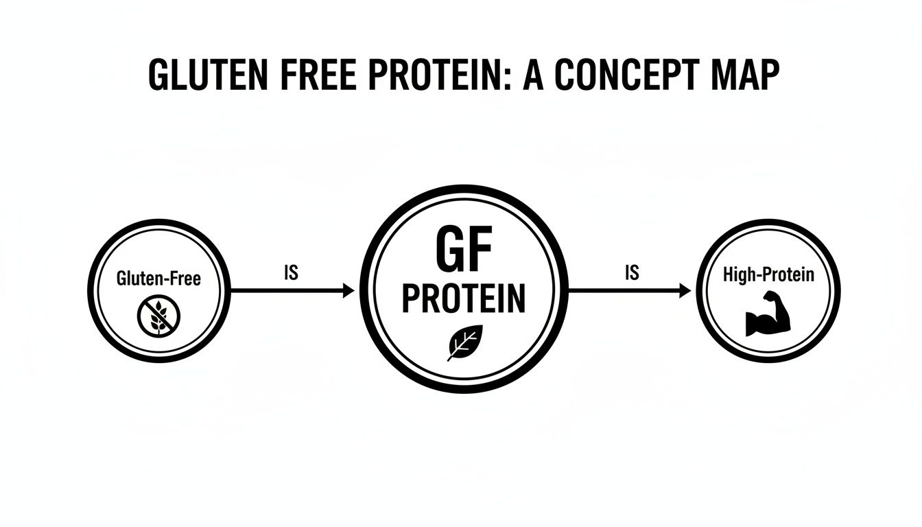 A concept map illustrating that gluten-free protein is both gluten-free and high in protein.