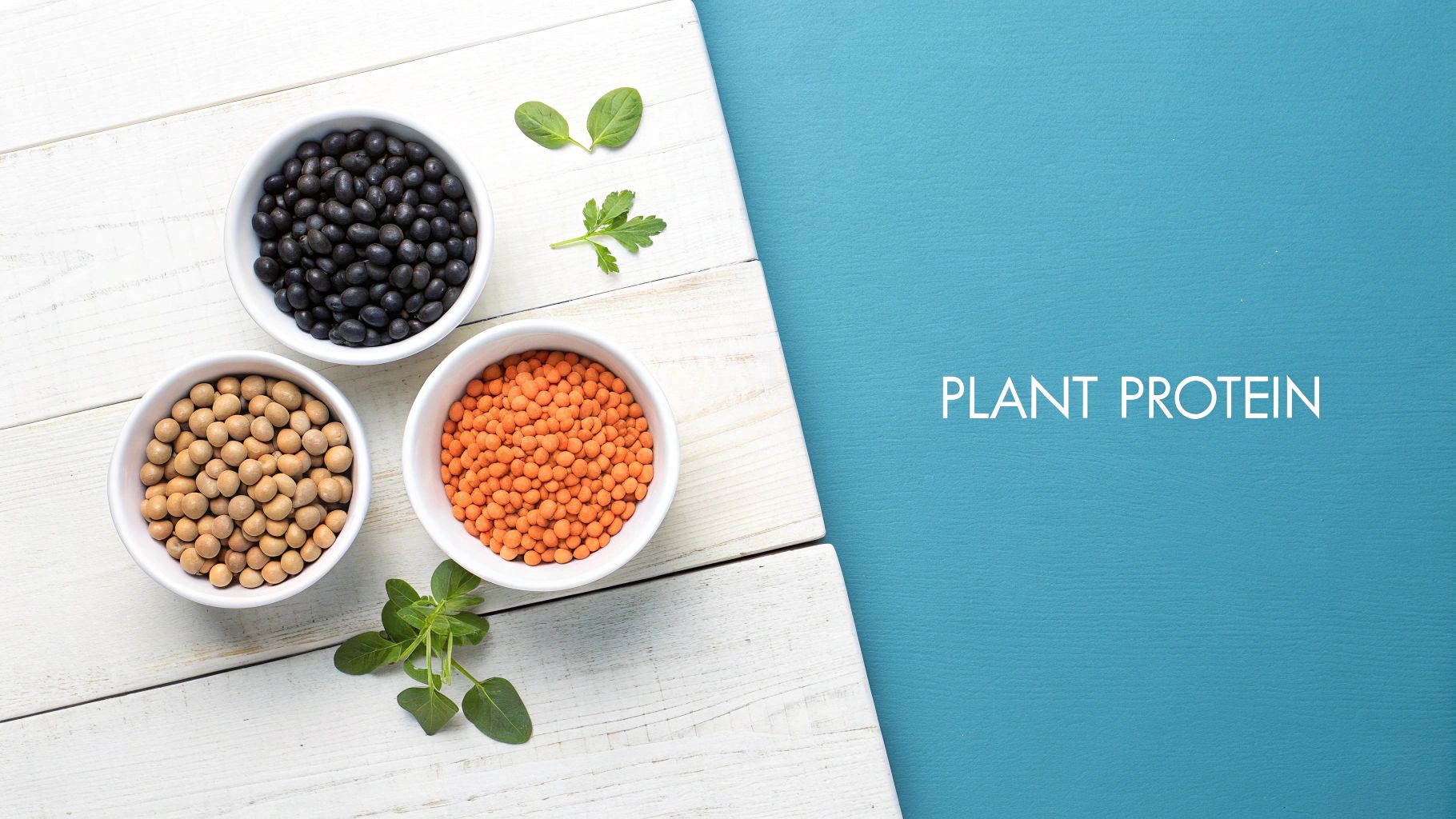 Three white bowls filled with black beans, soybeans, and red lentils on a wooden surface, with 'PLANT PROTEIN' text on a blue background.