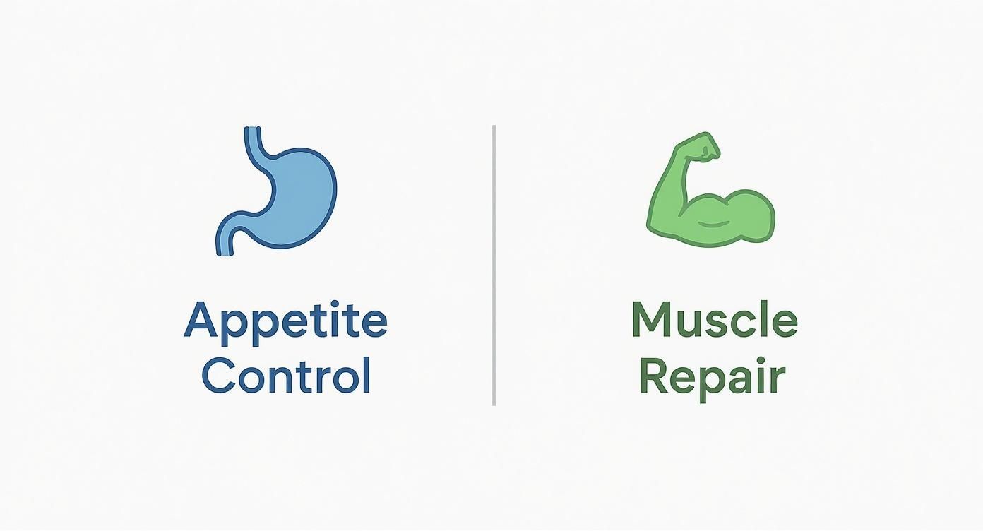 Stomach icon representing appetite control alongside flexed arm muscle icon representing muscle repair benefits