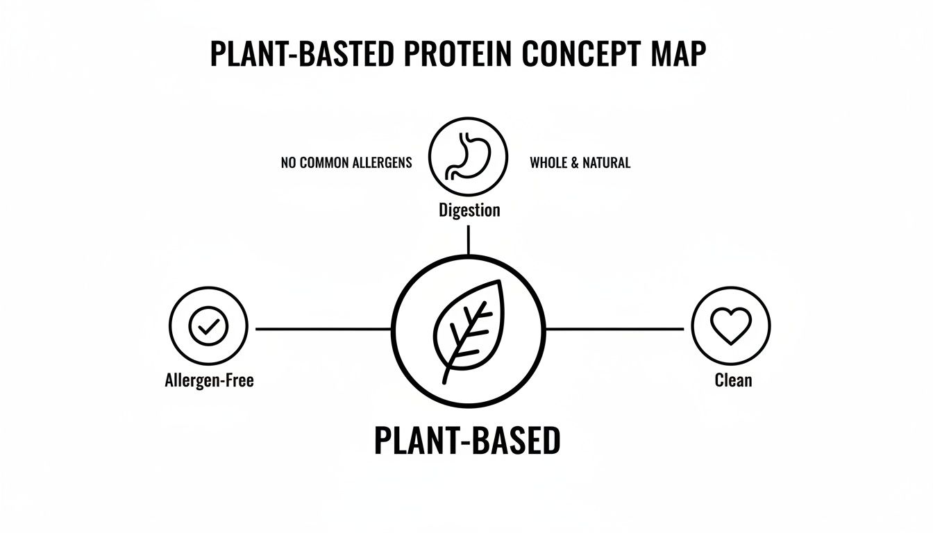 A plant-based protein concept map illustrating benefits like allergen-free, good digestion, and clean ingredients.