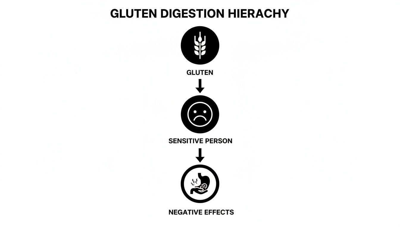 Hierarchy chart illustrating gluten's journey: from gluten, to sensitive person, causing negative digestive effects.