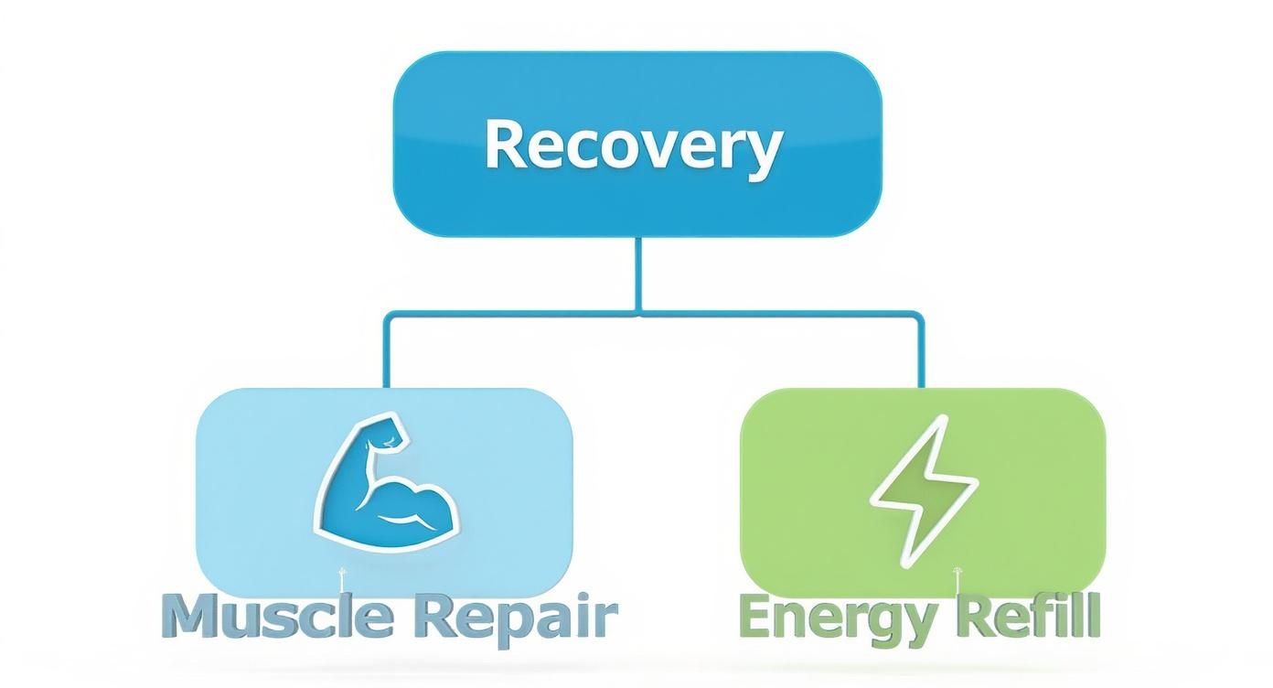 A diagram illustrating the post-workout recovery process, featuring muscle repair and energy refill.