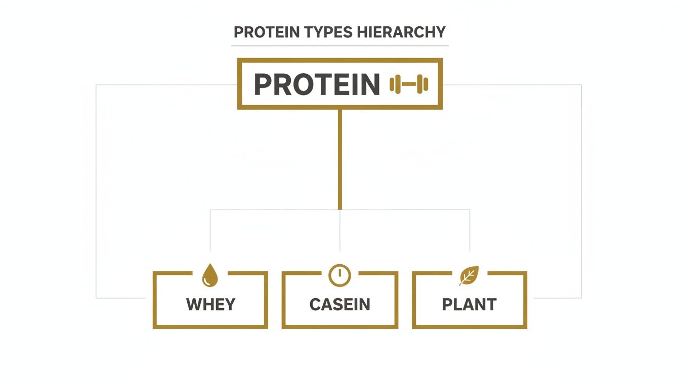 A hierarchy diagram illustrating protein types: Protein branches into Whey, Casein, and Plant-based options.