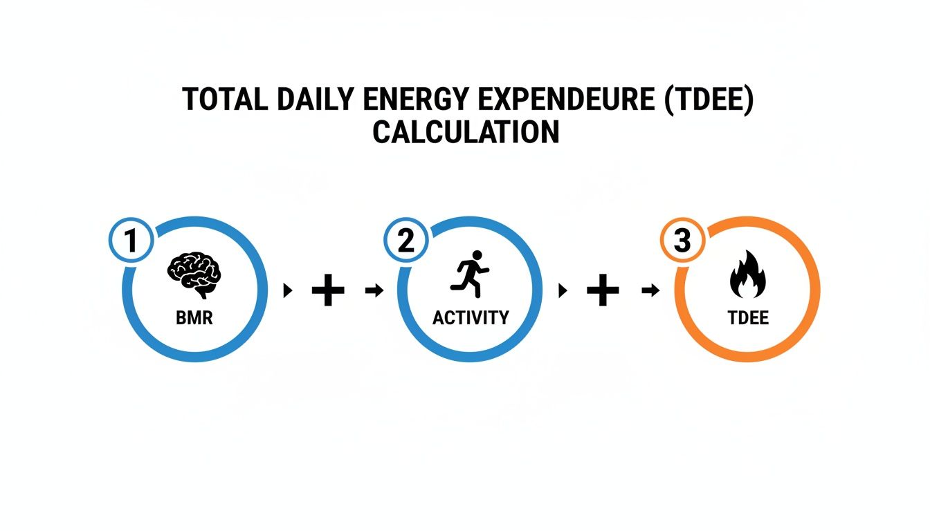 Diagram explaining Total Daily Energy Expenditure (TDEE) calculation: BMR plus activity equals TDEE.