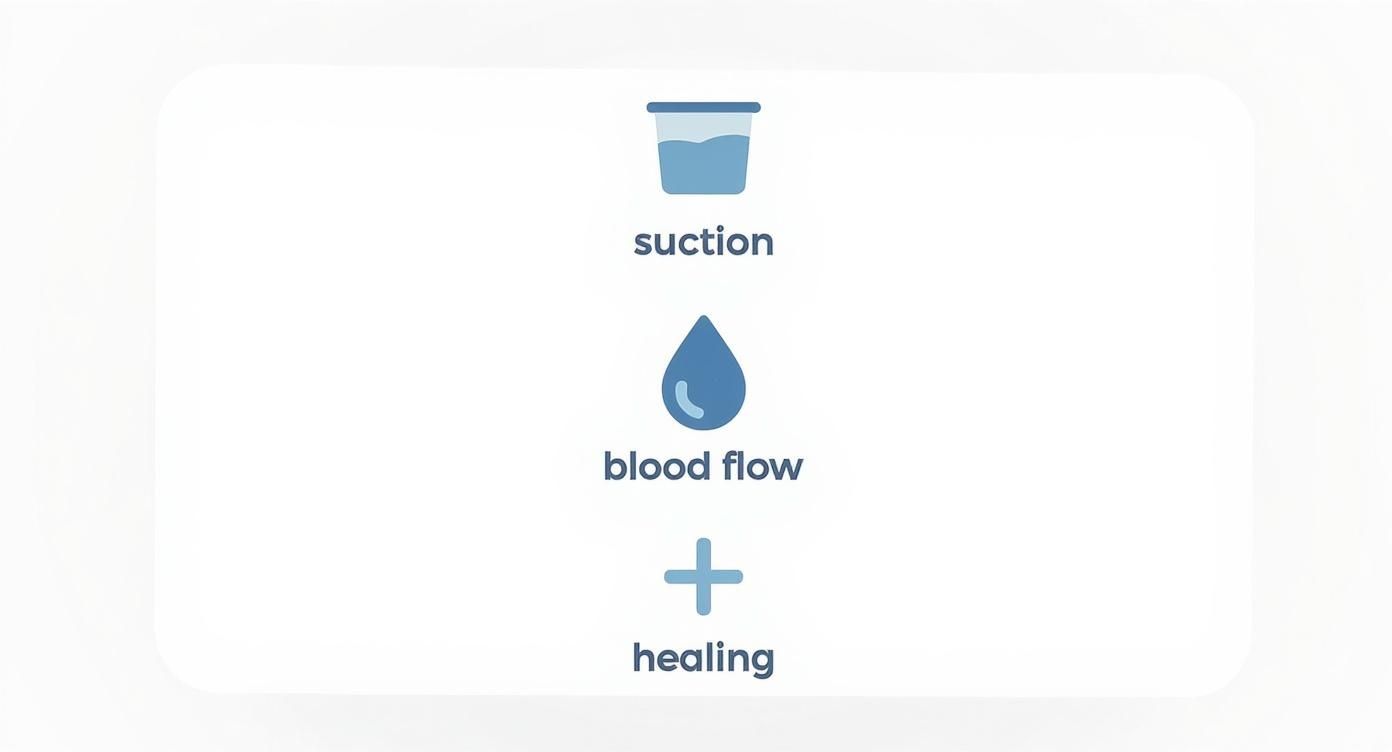 Infographic showing the hierarchy of cupping&#39;s effect, starting with suction, leading to increased blood flow, and resulting in healing.