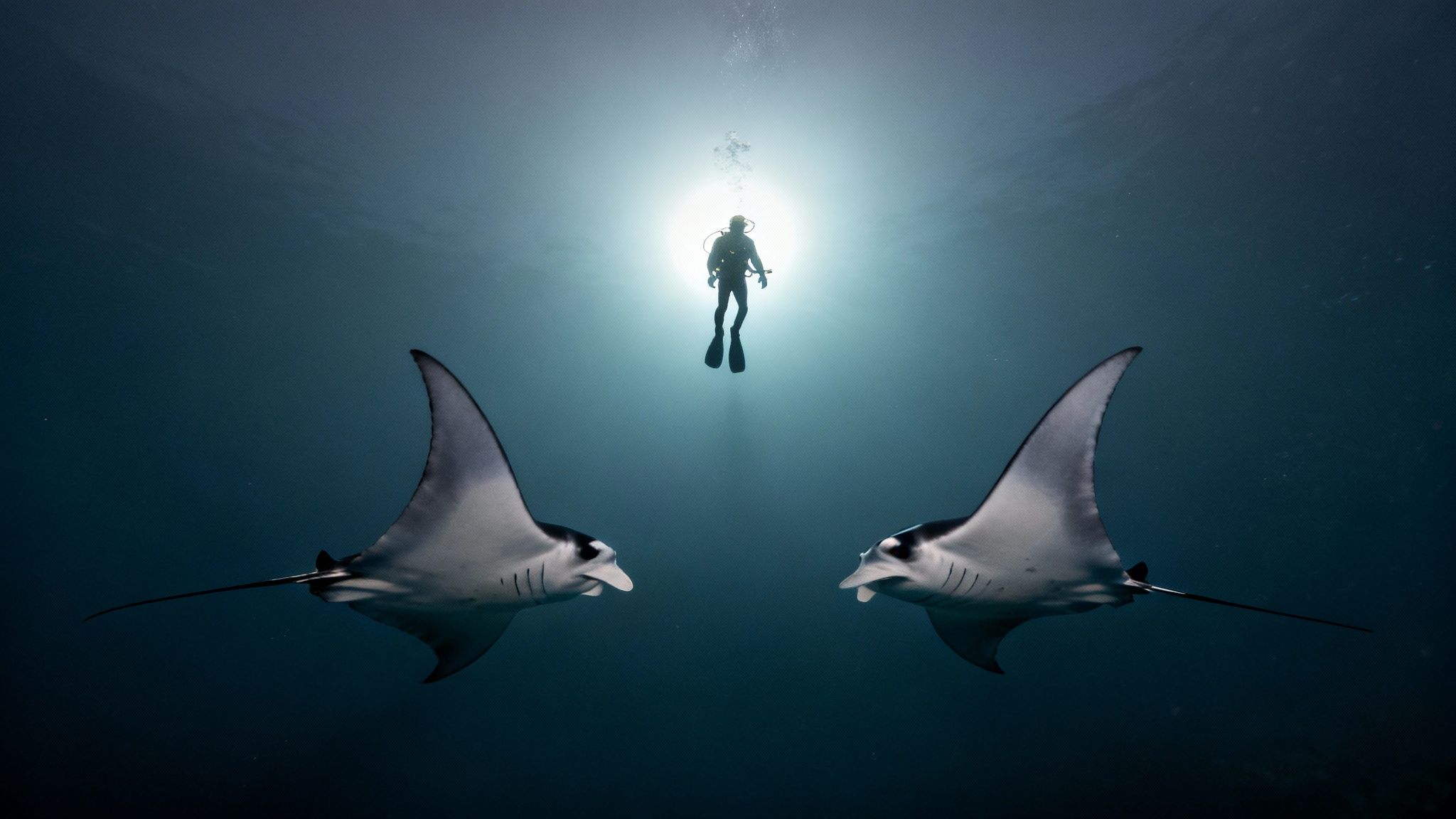 Giant manta ray gracefully swimming over divers in Kona at night