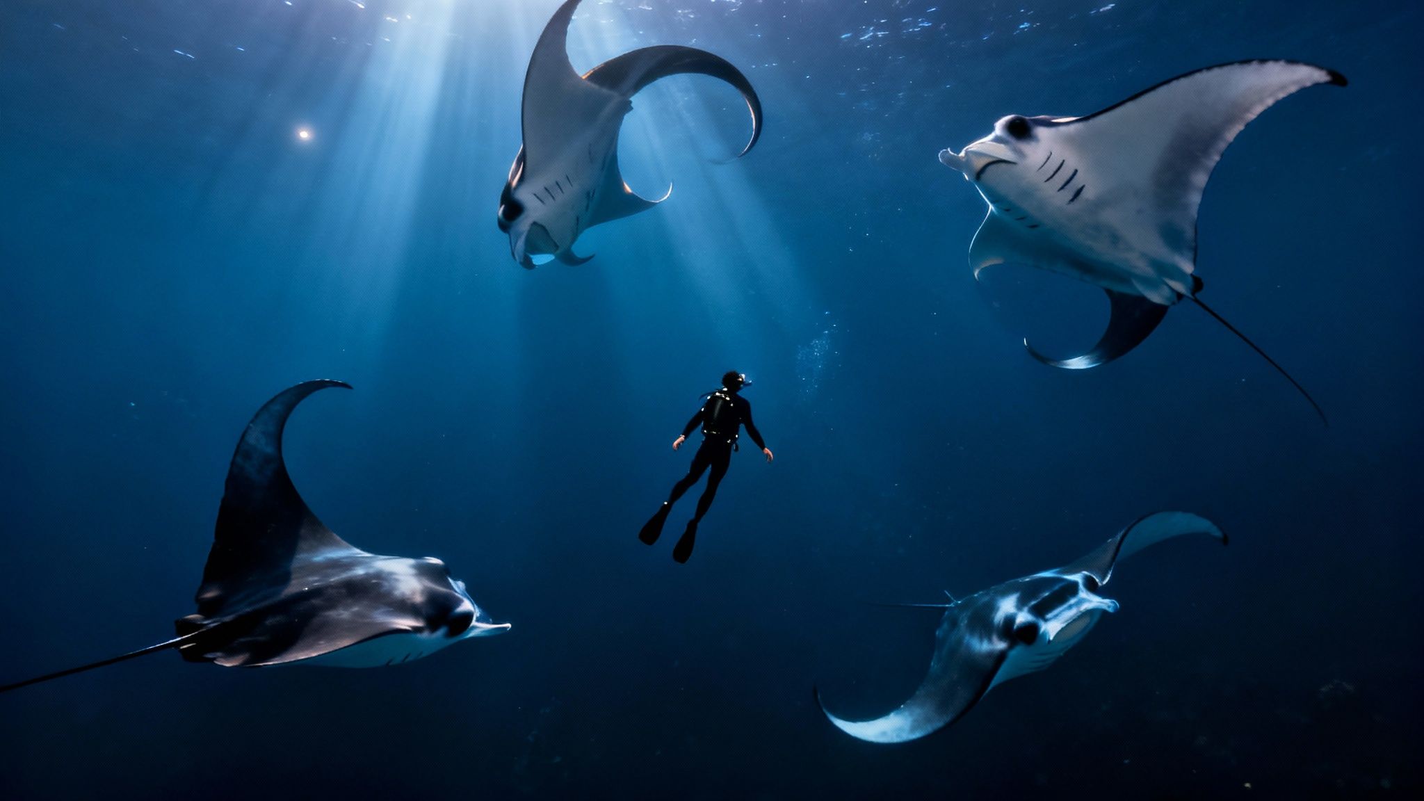 Giant manta ray gliding gracefully over scuba divers during a night dive in Kona.