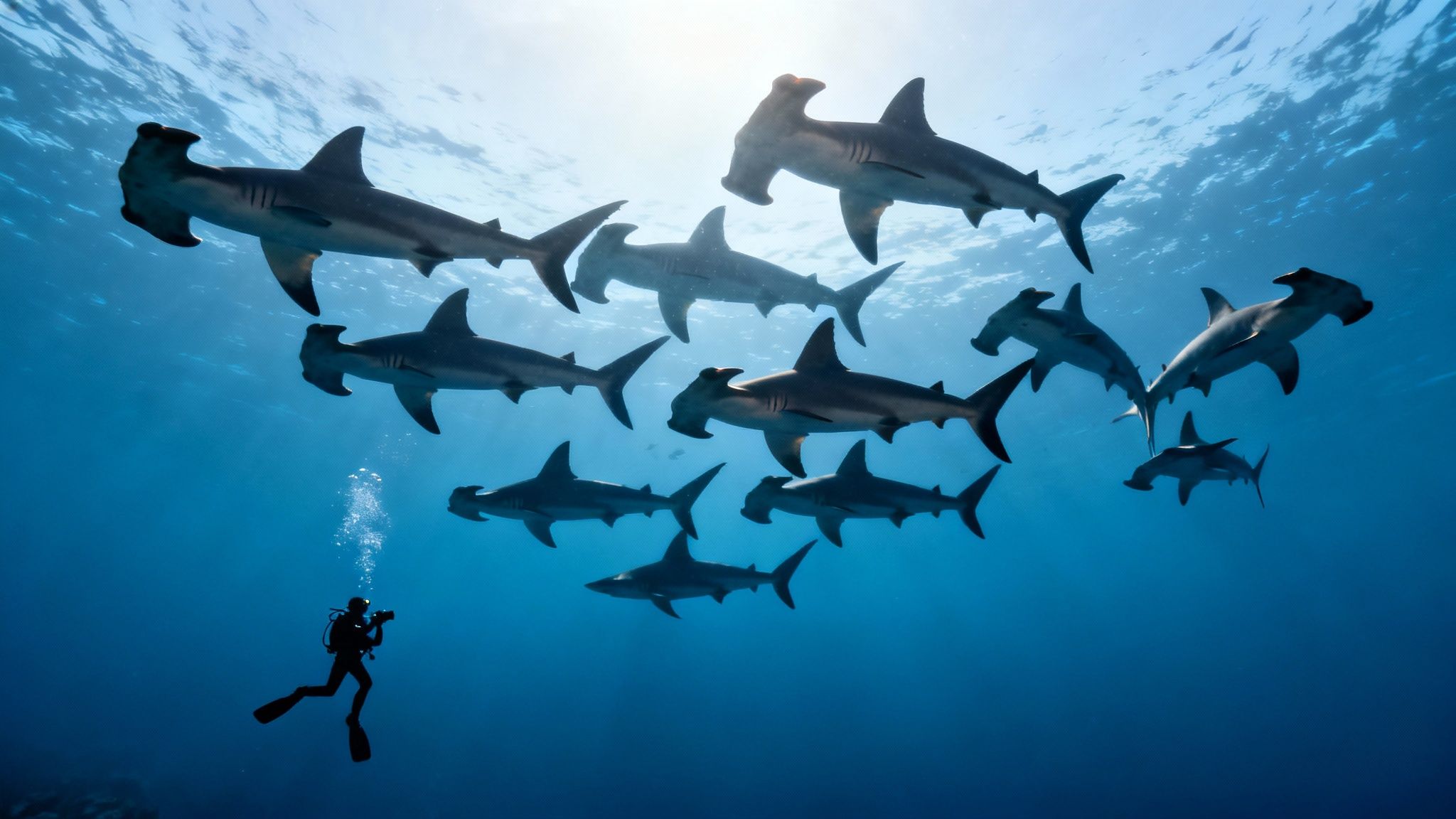 A scuba diver photographs a large school of hammerhead sharks swimming over a clear blue water.
