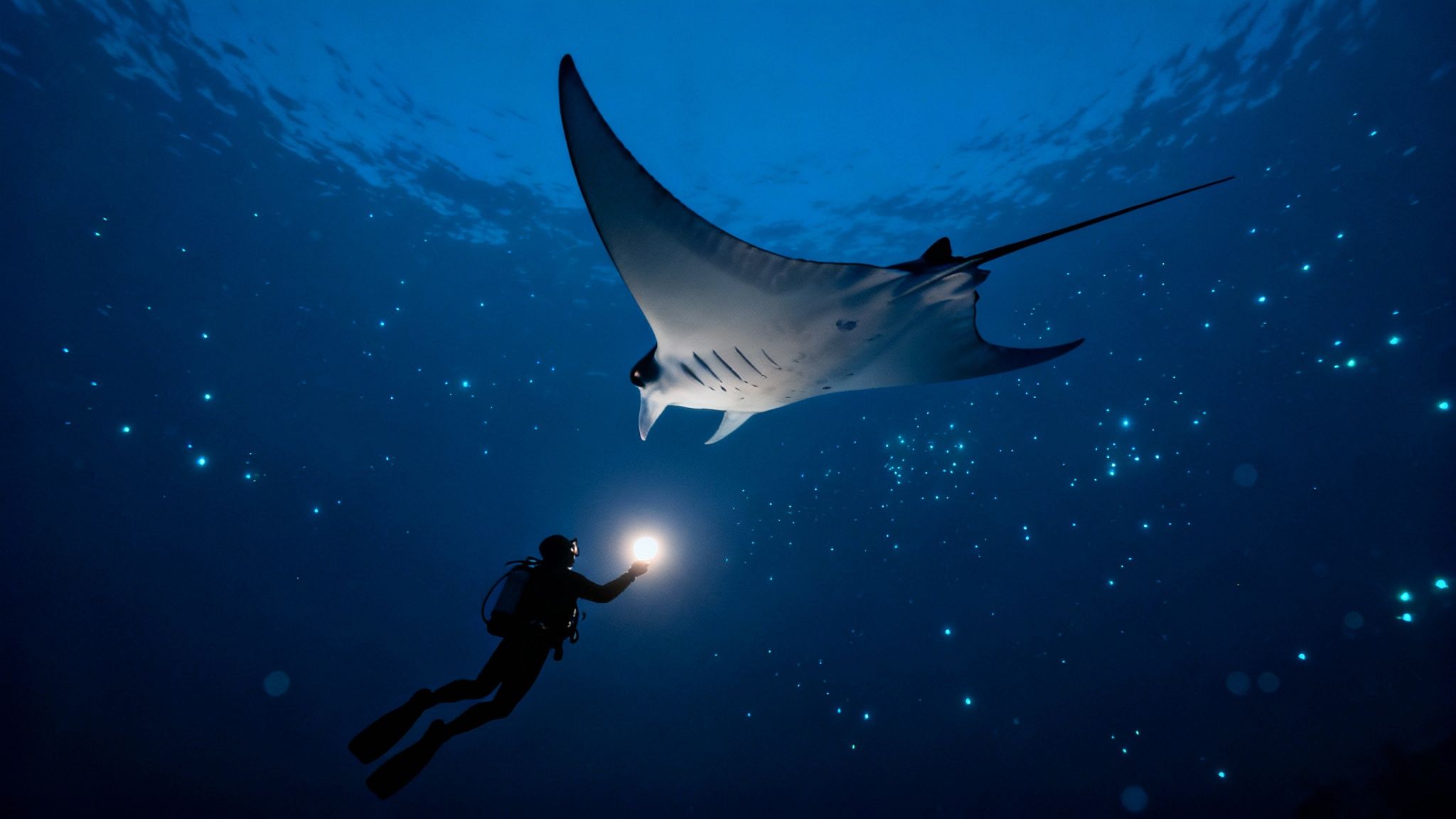 A diver with a bright light illuminates a majestic manta ray in a dark, bioluminescent ocean.
