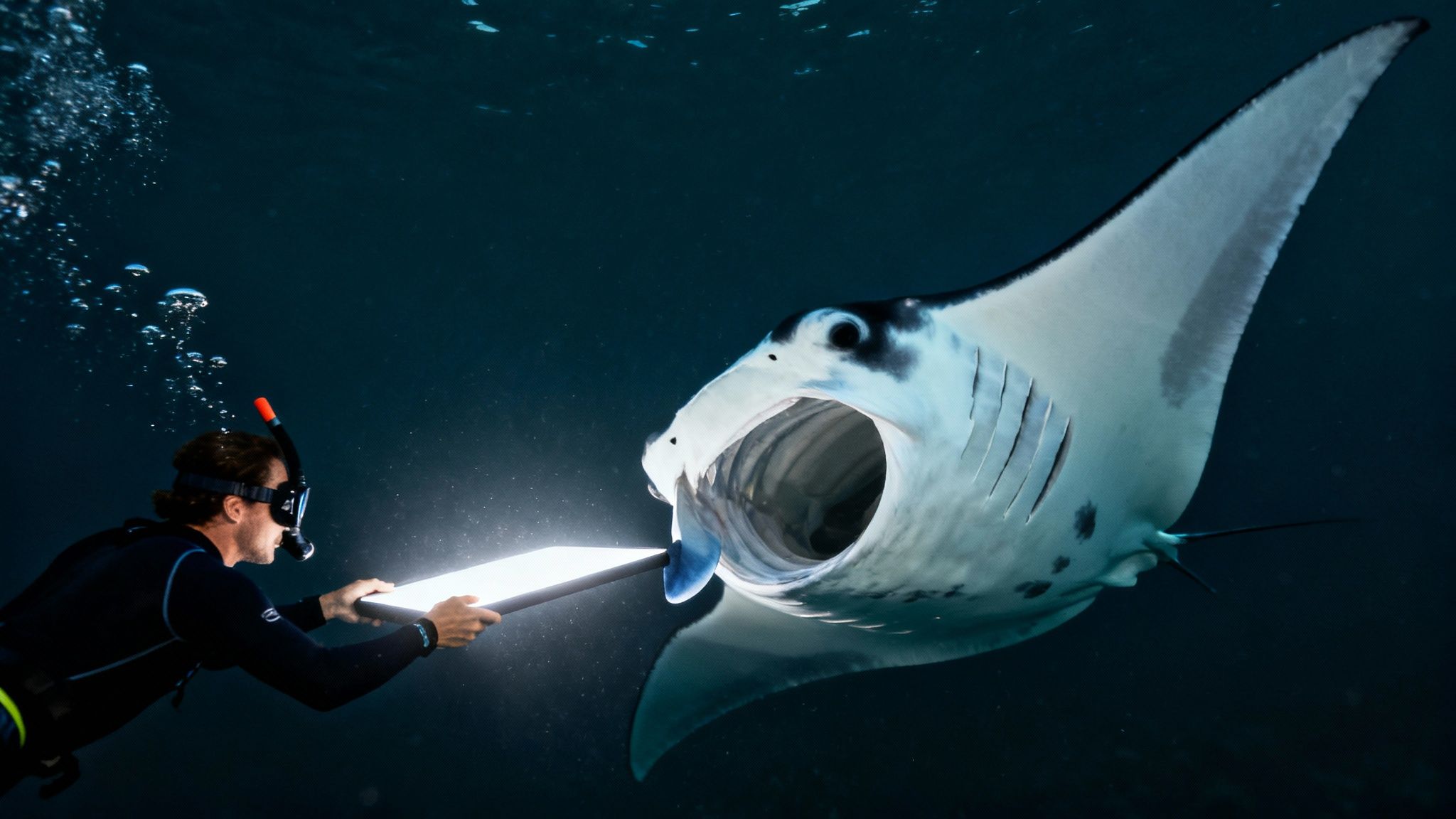 Underwater, a diver illuminates a majestic manta ray with a bright light, attracting it to feed.
