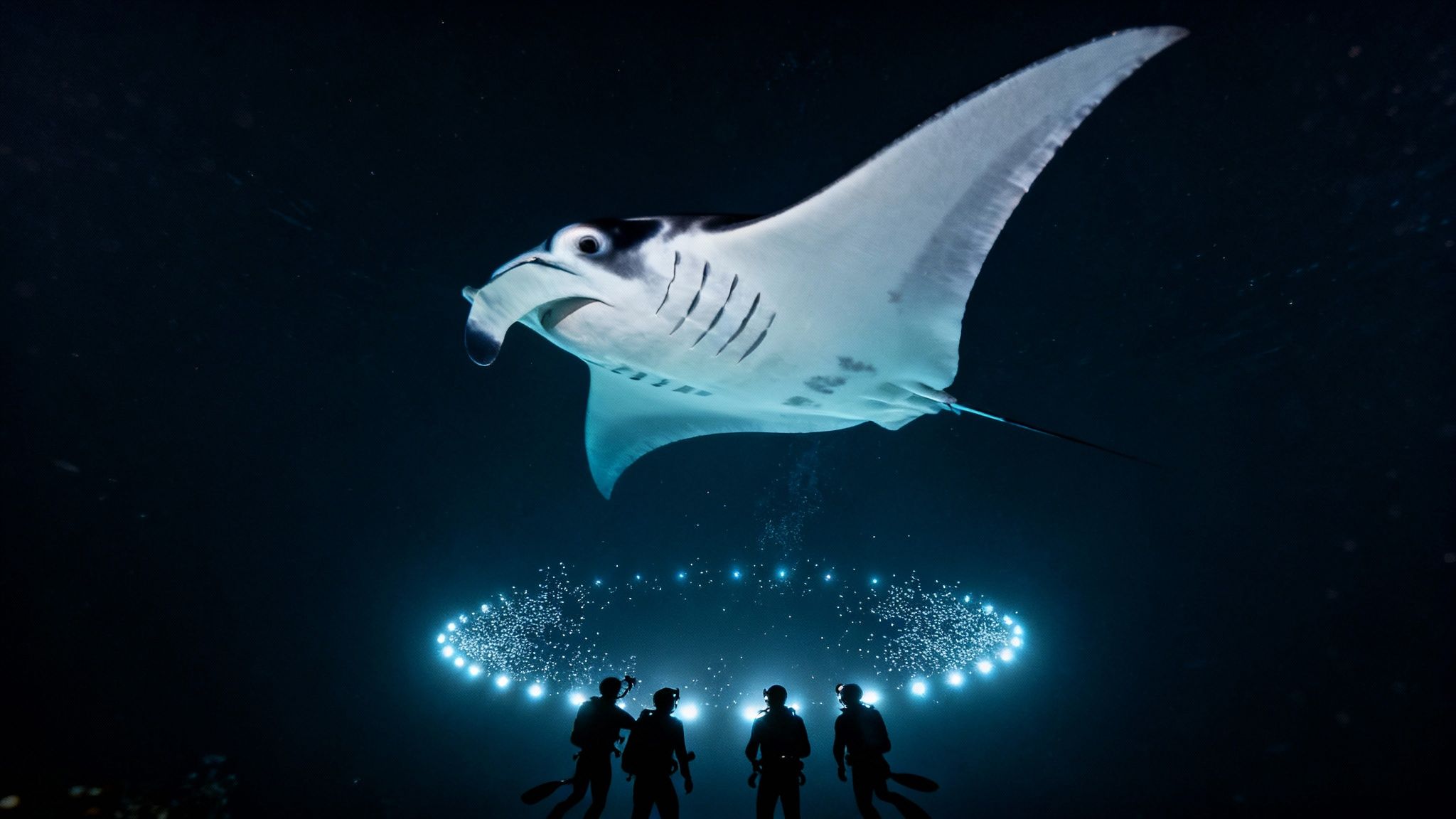 Four scuba divers observe a majestic manta ray swimming above them, illuminated by glowing underwater lights.