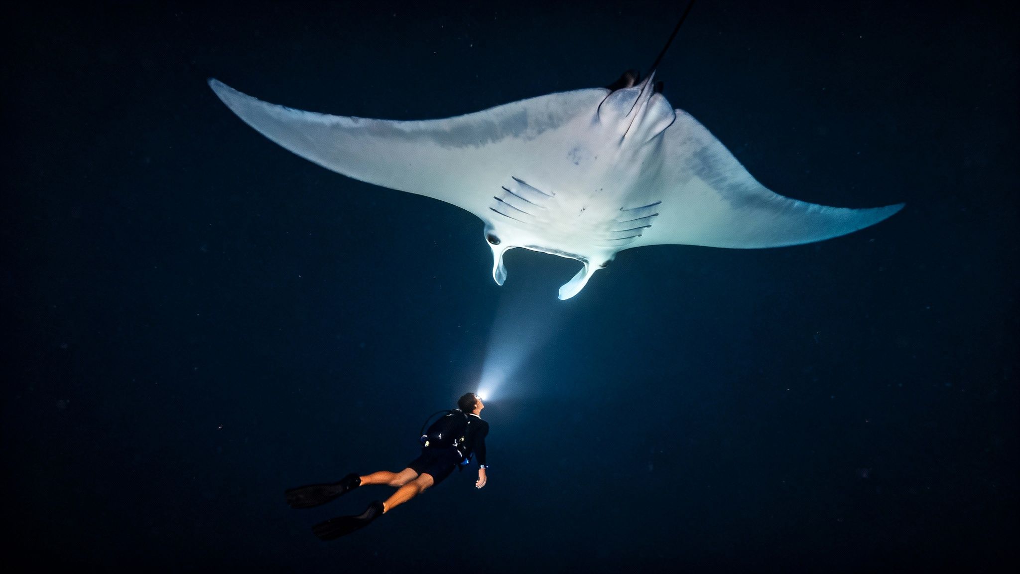 Graceful manta ray gliding in the dark water during a night dive in Kona, Hawaii.