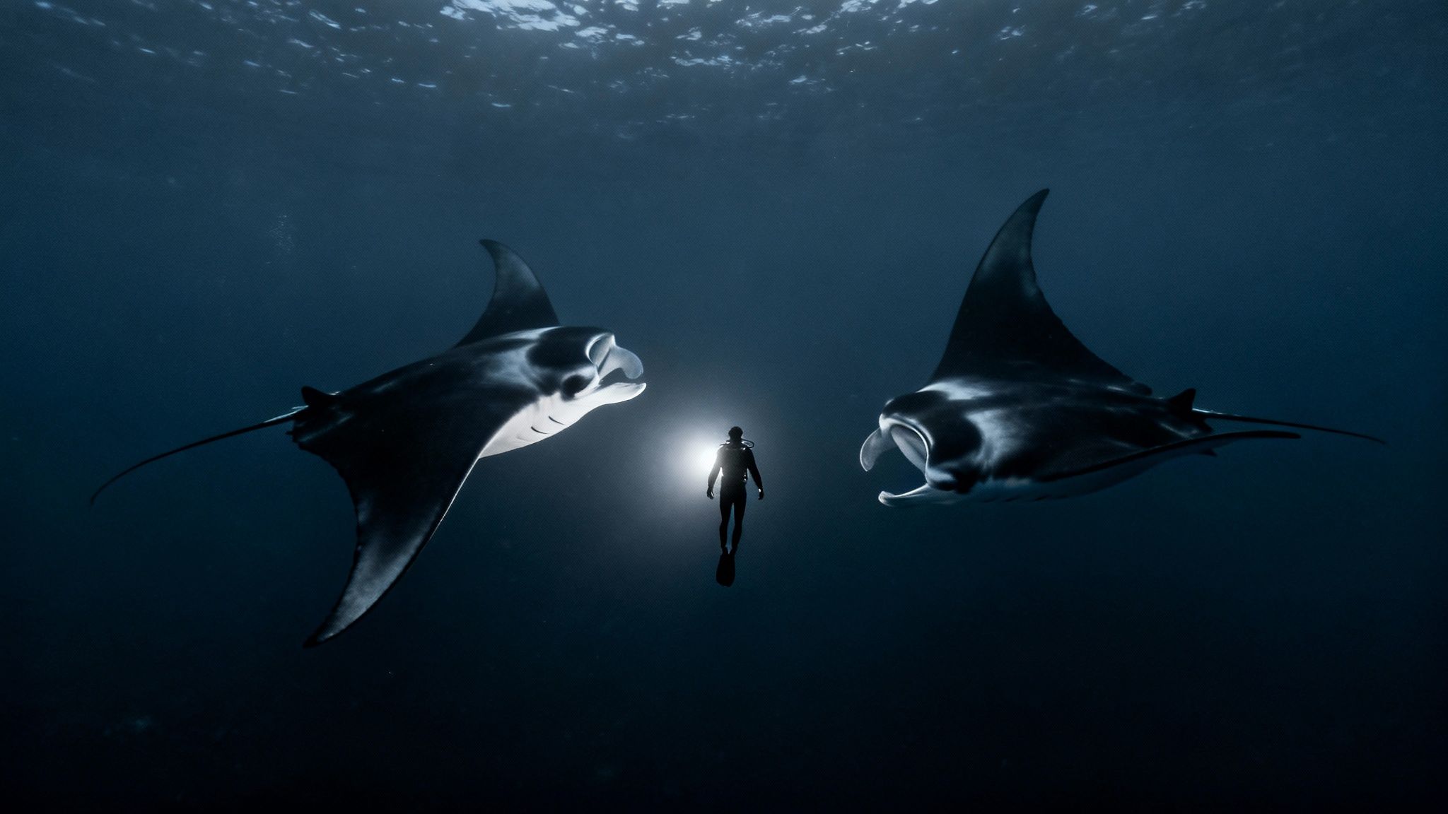 A manta ray gracefully glides through the dark ocean waters with divers in the background.