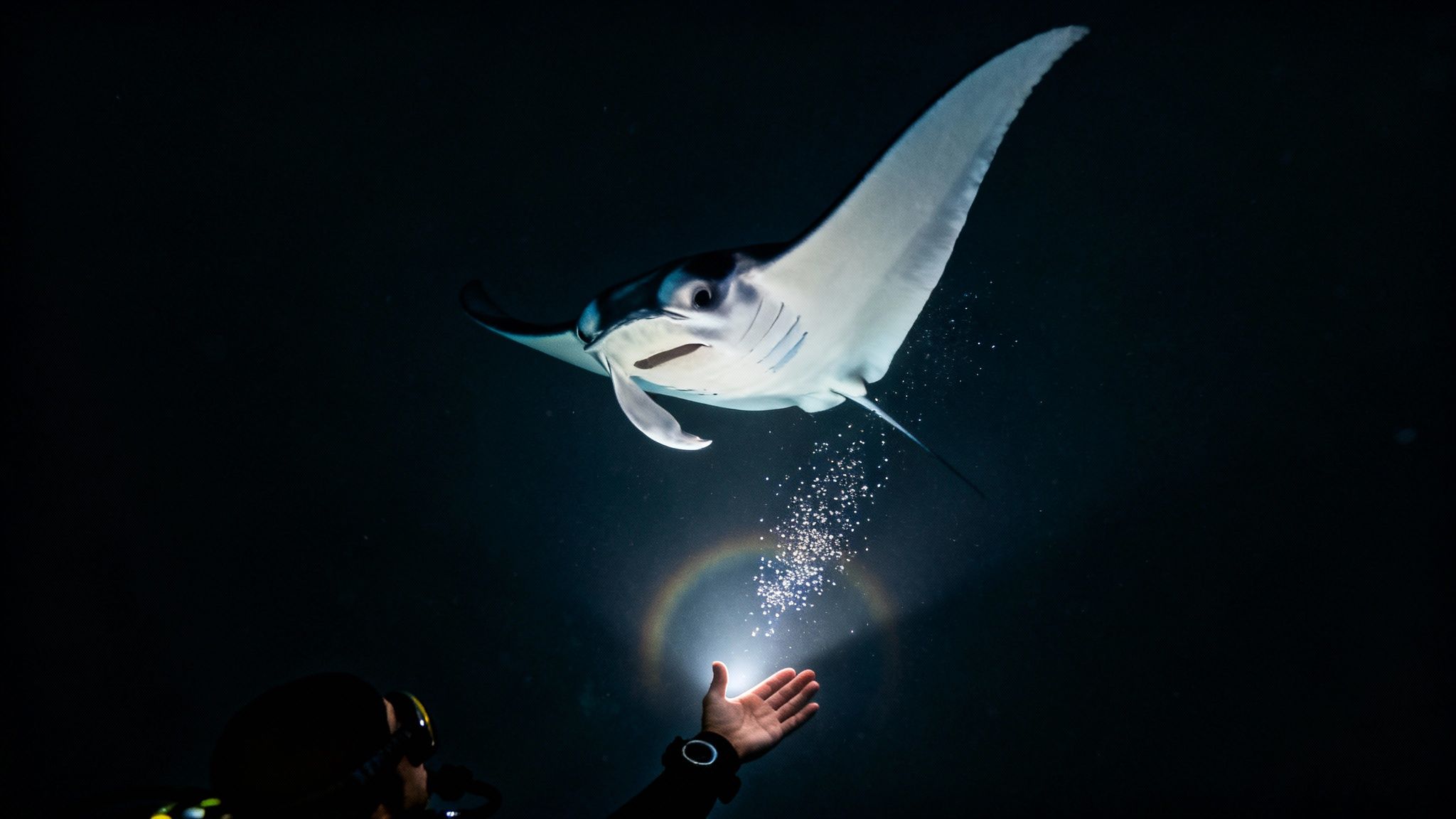A manta ray glides gracefully through the dark water, illuminated by the lights of scuba divers below.