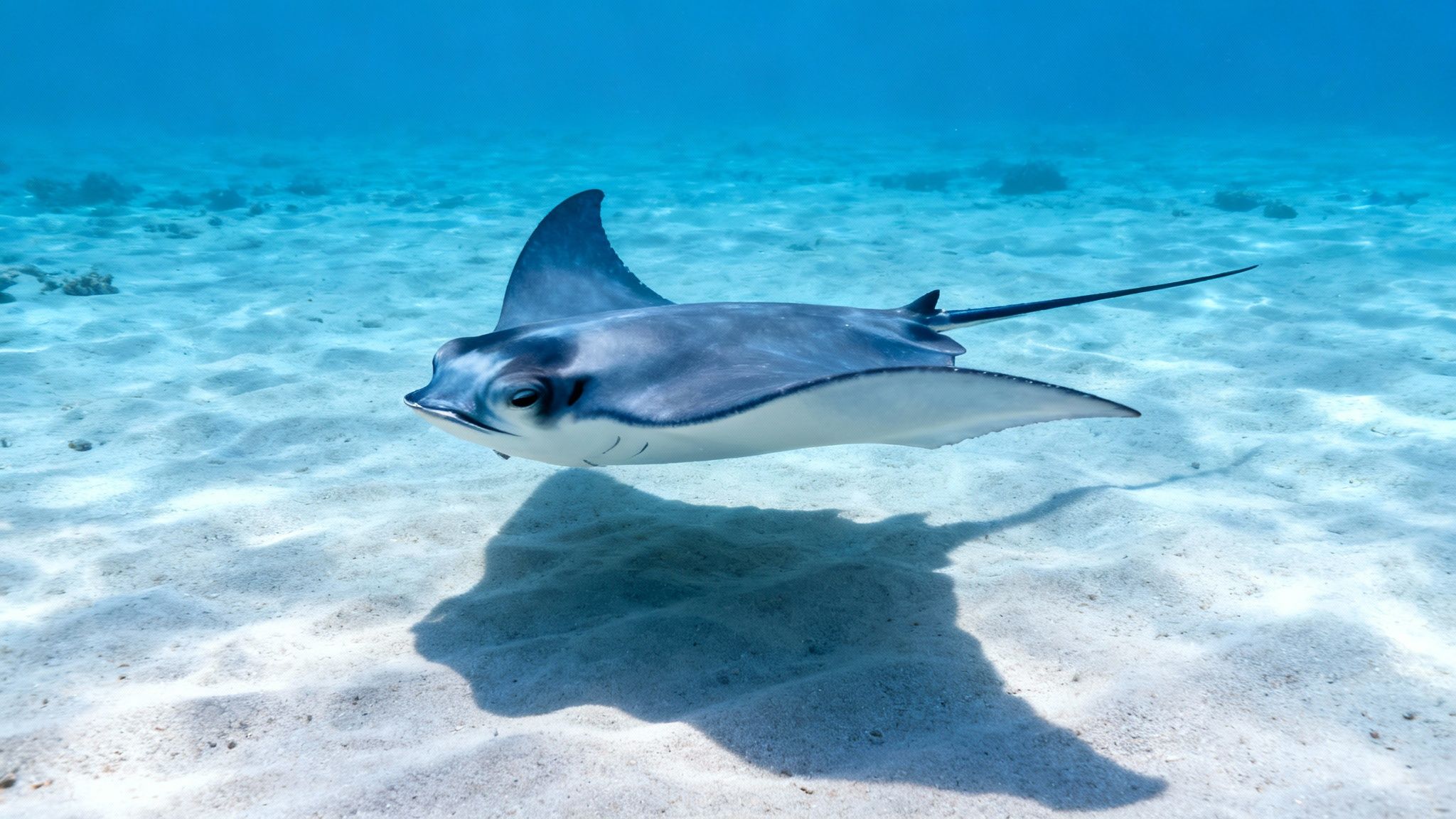 Close-up of a manta ray's underside, showing its unique spot patterns as it glides overhead.