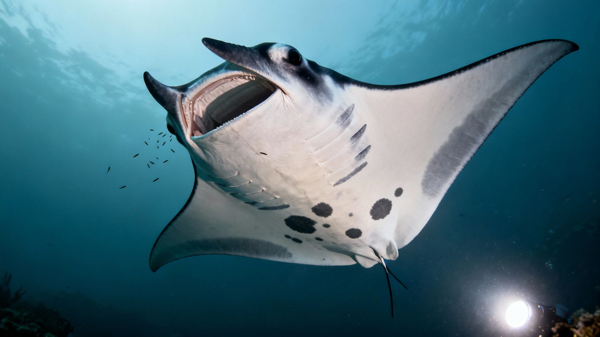 A majestic manta ray with its mouth open, illuminated by an underwater light during a night dive.