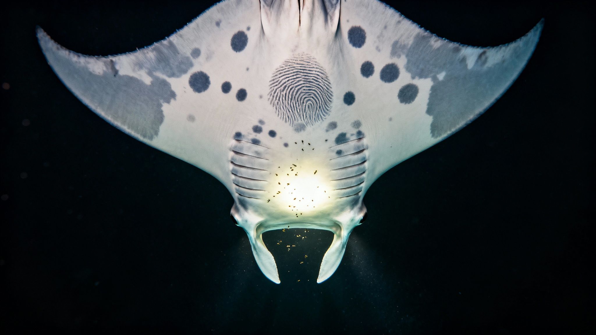 A scuba diver observes a giant manta ray swimming gracefully in the clear blue water of Kona.