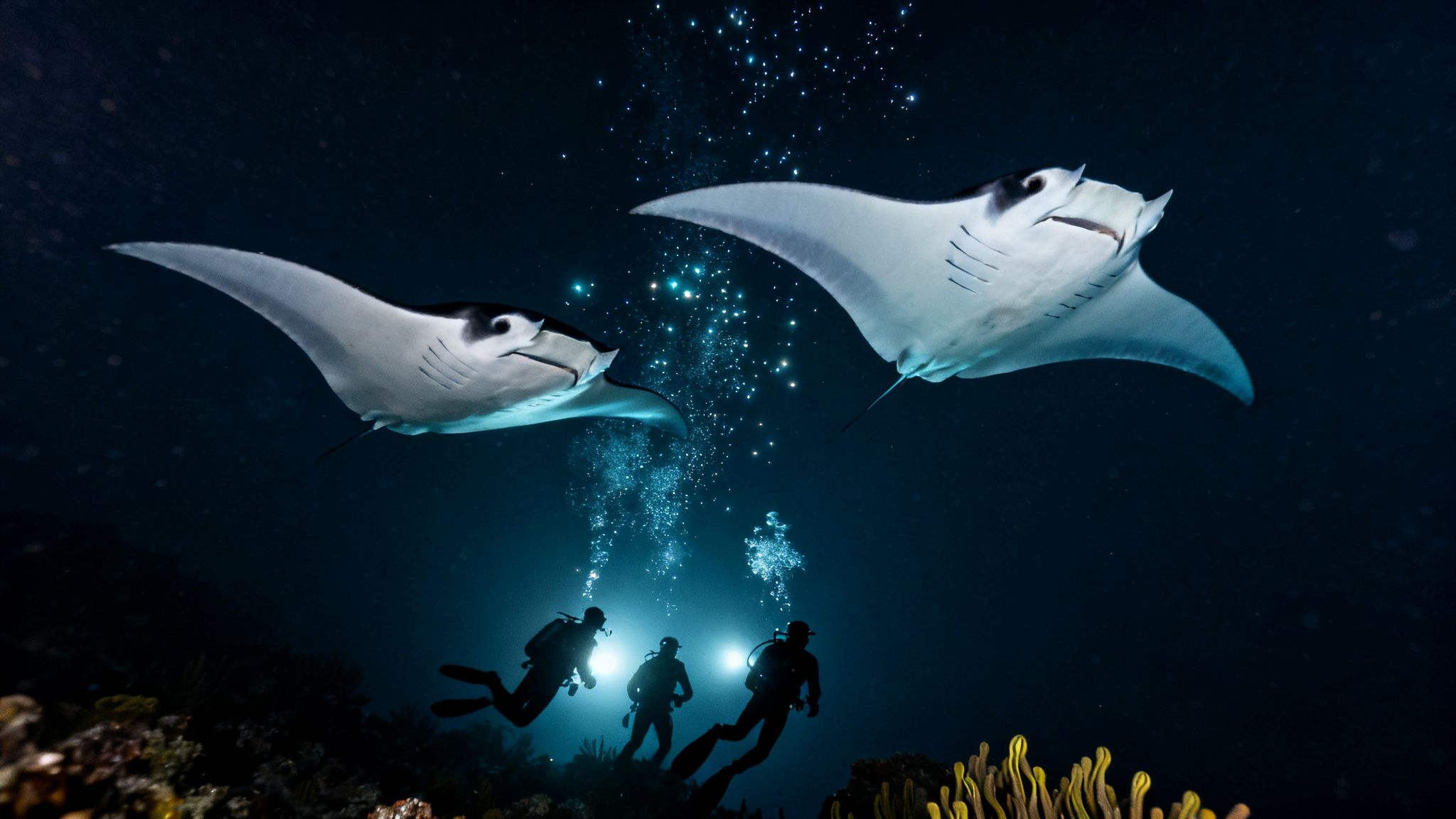 Two majestic manta rays gracefully swim above three scuba divers in the deep blue ocean.