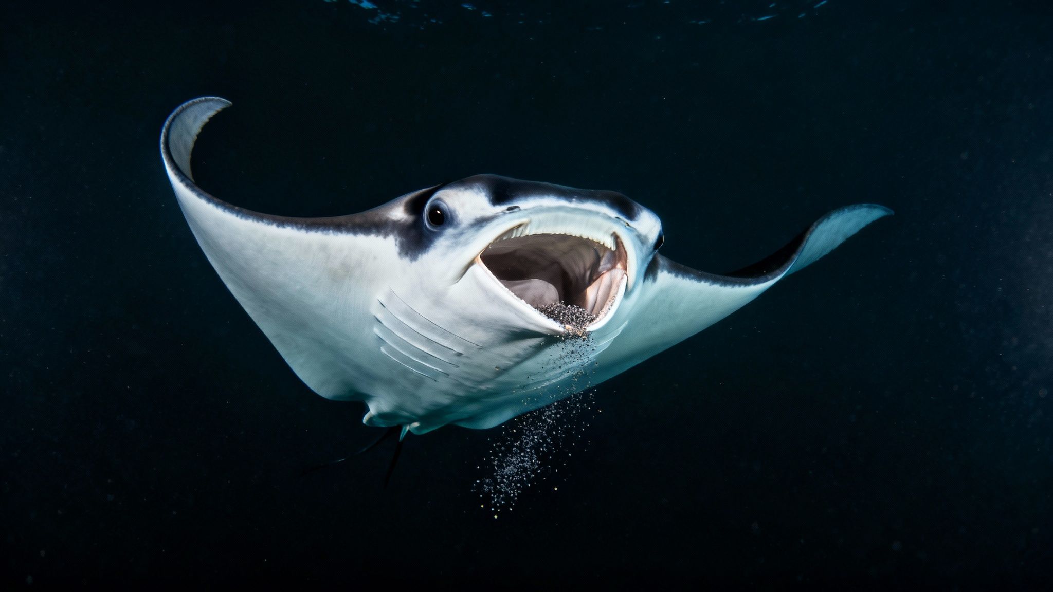 A beautiful manta ray glides through the clear blue water near Kona.