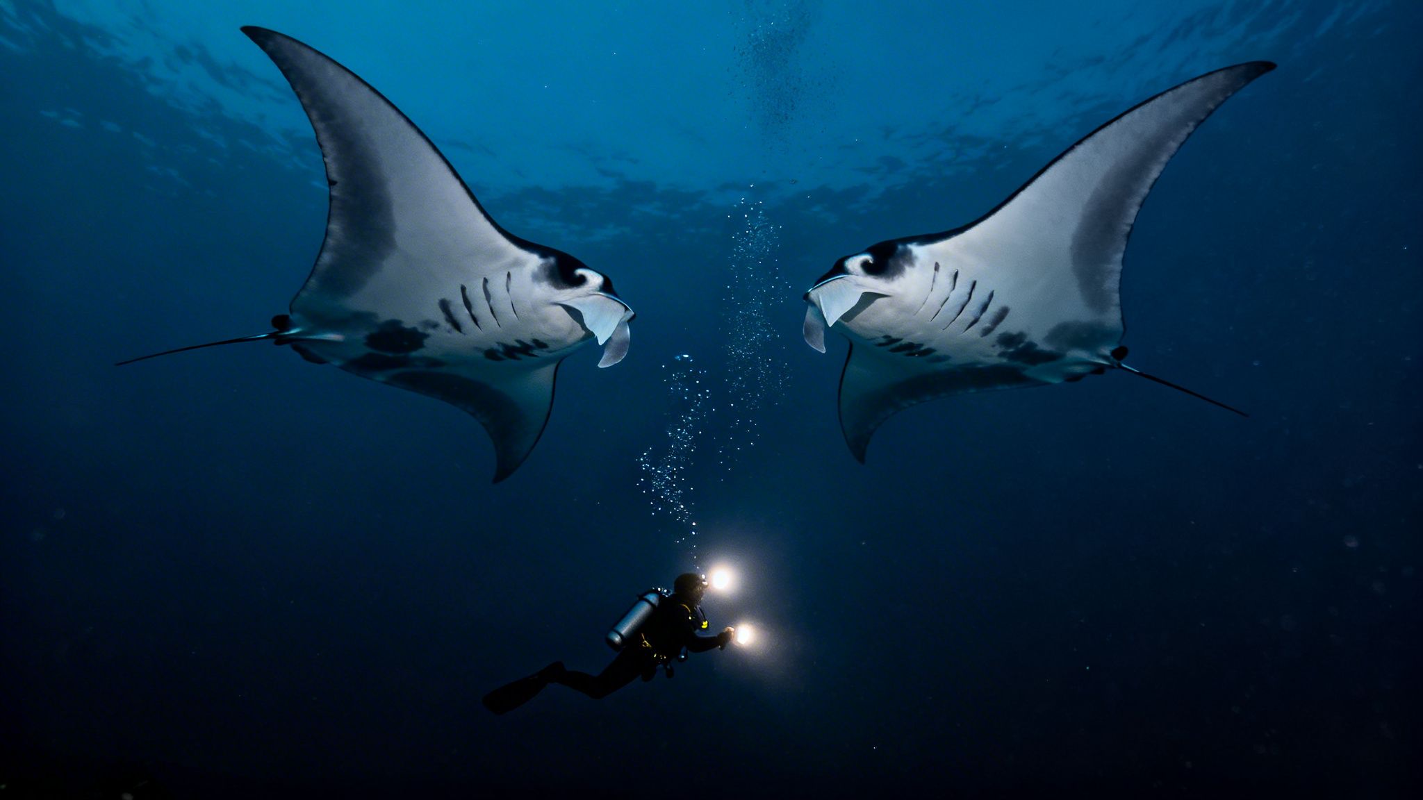 Two large manta rays swim above a scuba diver holding lights in deep blue water.