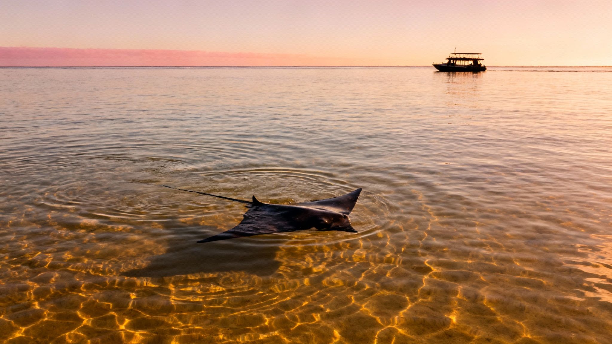 Close-up of a manta ray gracefully swimming in the clear blue waters of Kona.