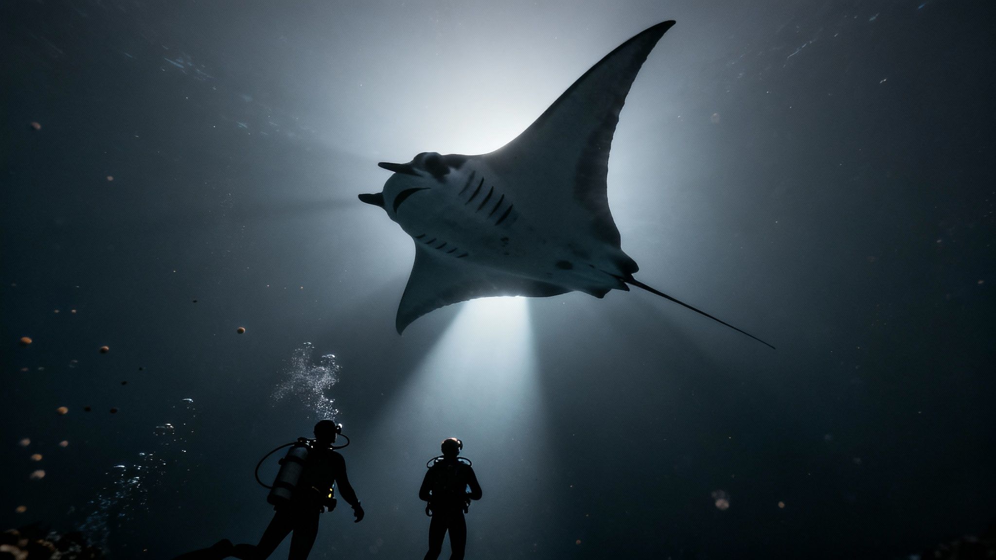 Graceful manta ray gliding through the water during a night dive in Kailua Kona, illuminated by dive lights.