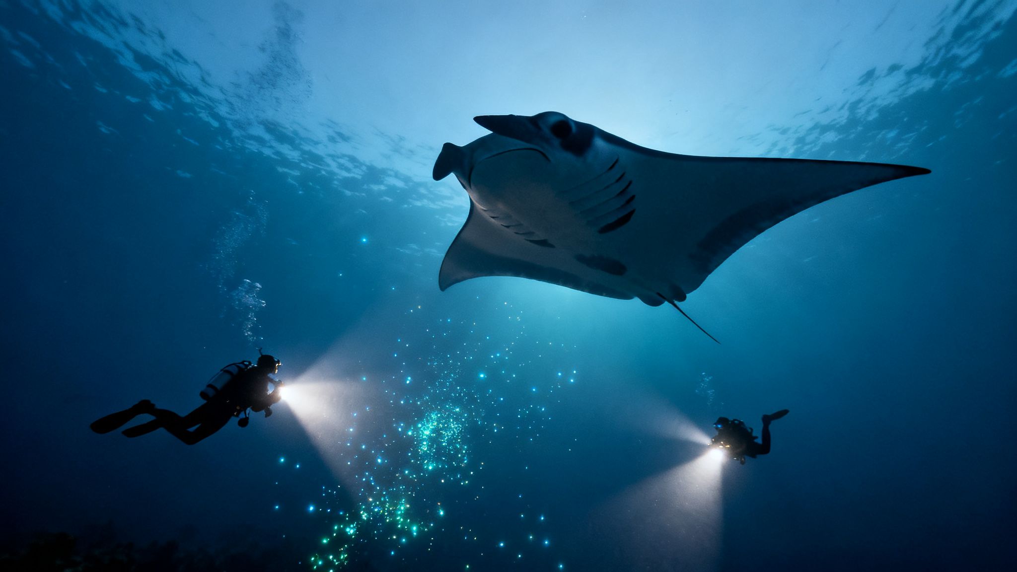 Two scuba divers illuminate a large manta ray underwater with bright lights, surrounded by glowing plankton.