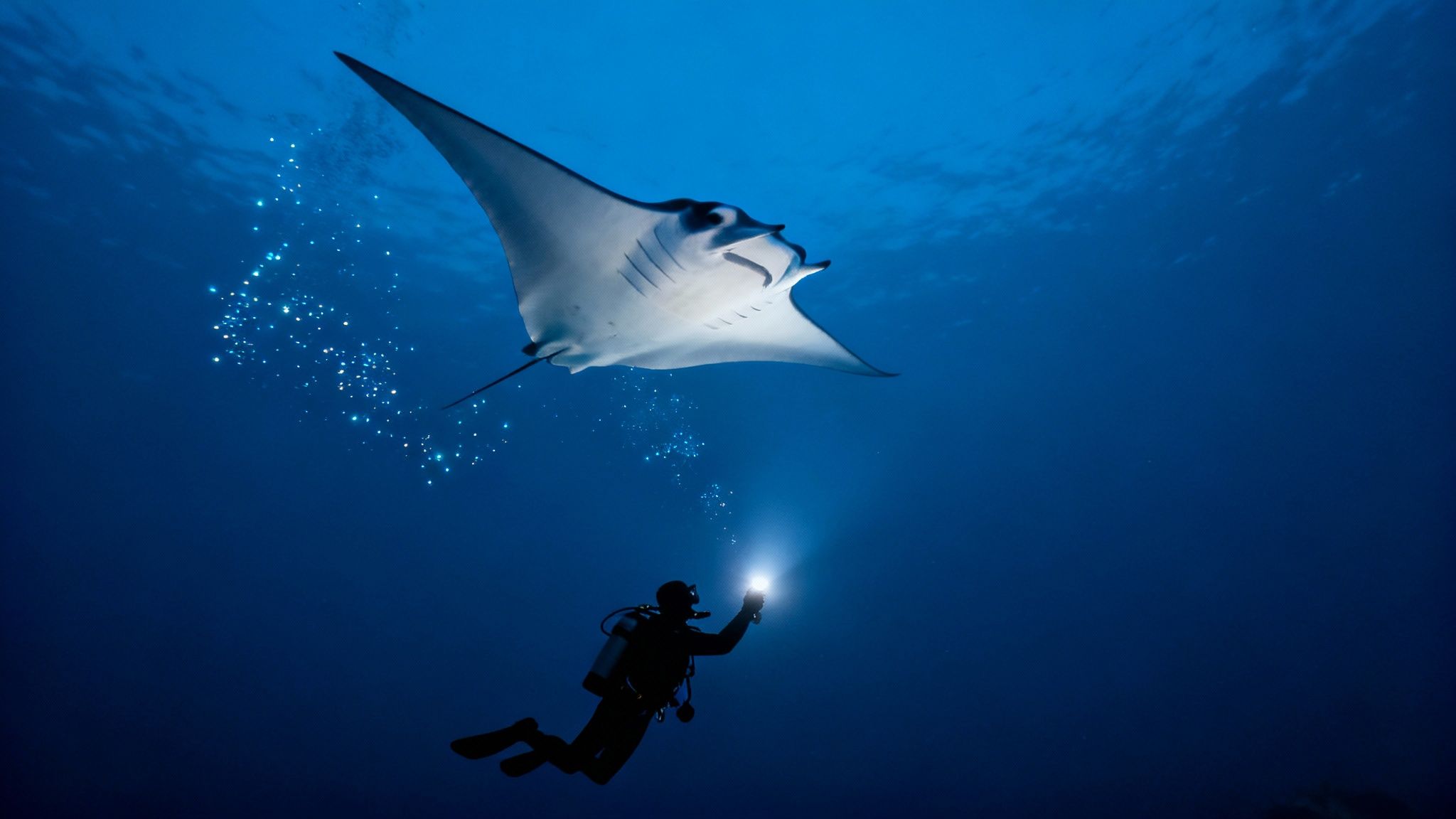 Manta ray gliding gracefully over scuba divers during a night dive in Kona, Hawaii.