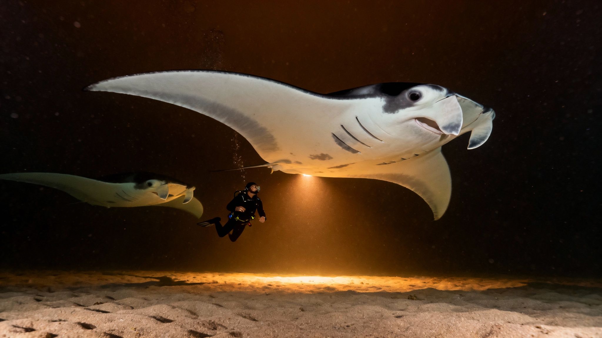 A diver shines a light on two majestic manta rays swimming gracefully during a night dive.