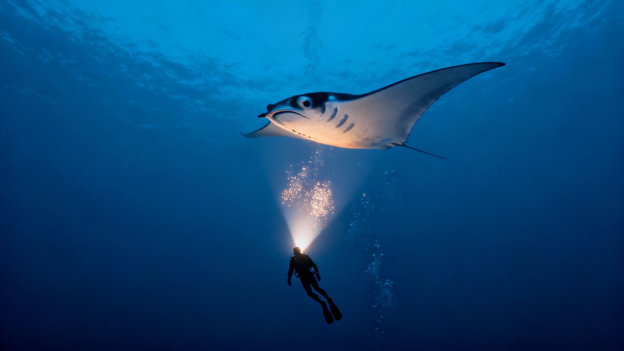 A diver with a bright light illuminates a majestic manta ray in dark blue ocean waters.