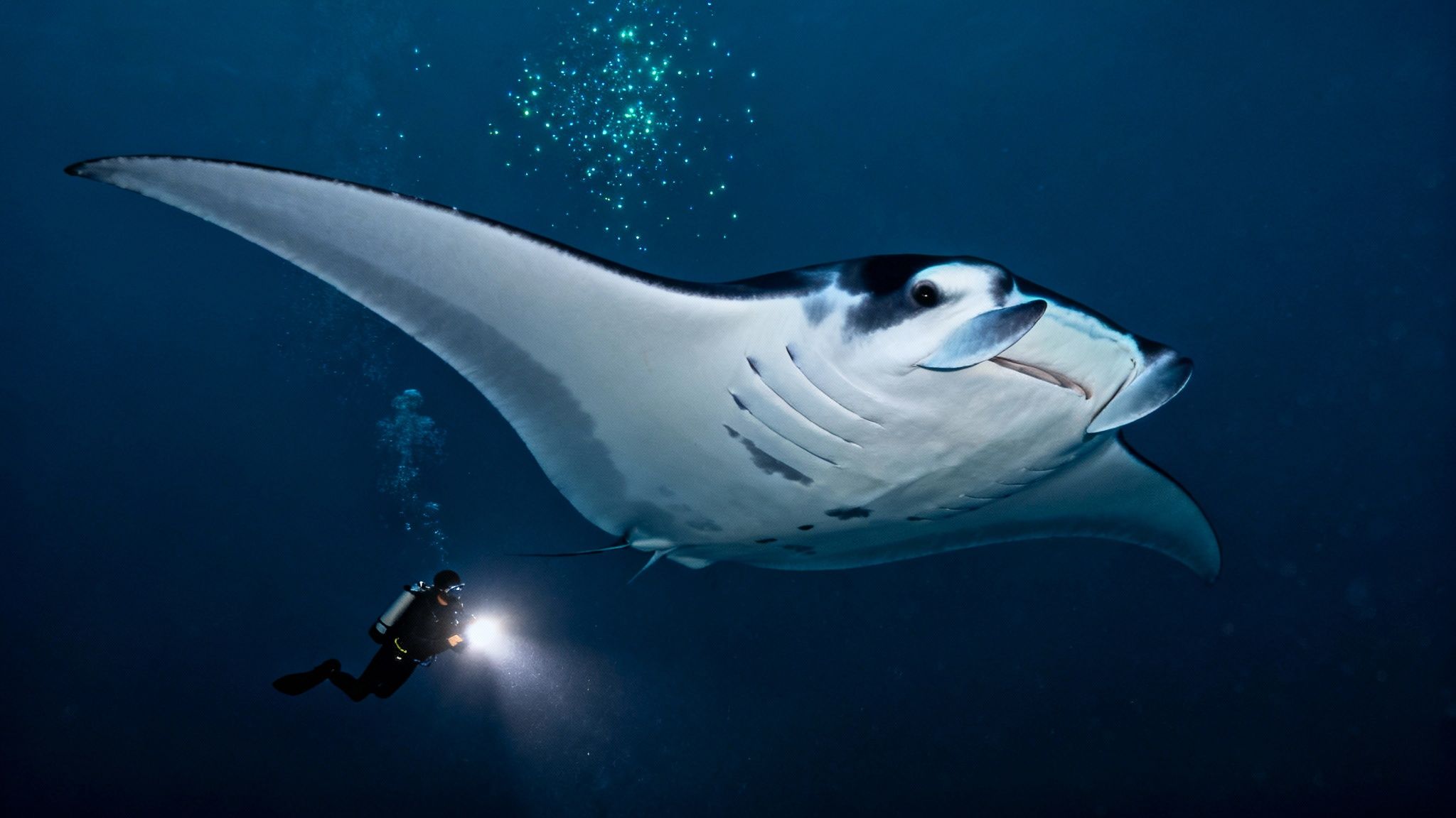 A diver with a flashlight swims alongside a majestic manta ray in deep blue ocean water.