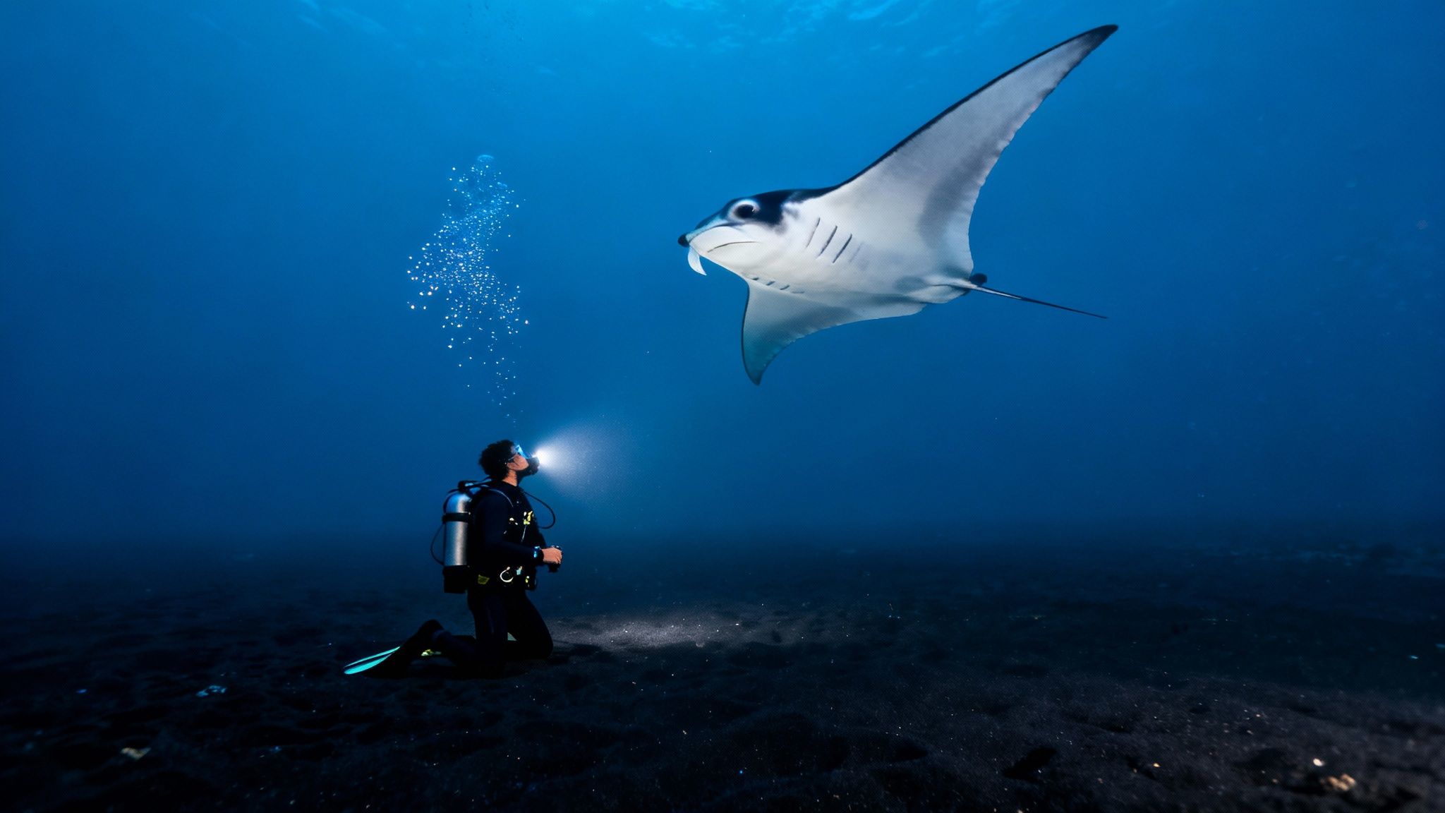 A group of majestic manta rays swim gracefully in the dark ocean, illuminated by dive lights.