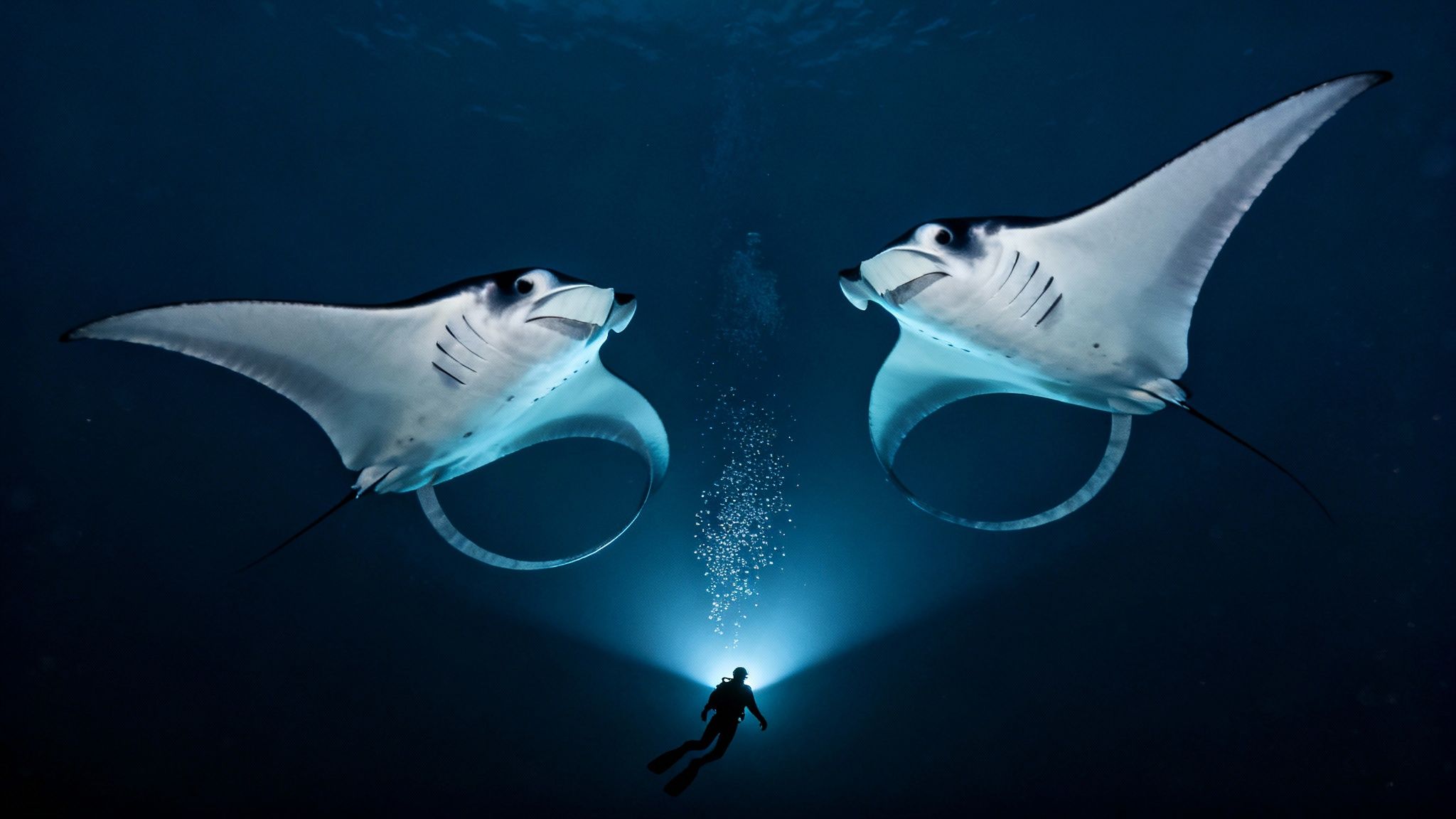A scuba diver illuminates two giant manta rays swimming overhead in the deep blue ocean.