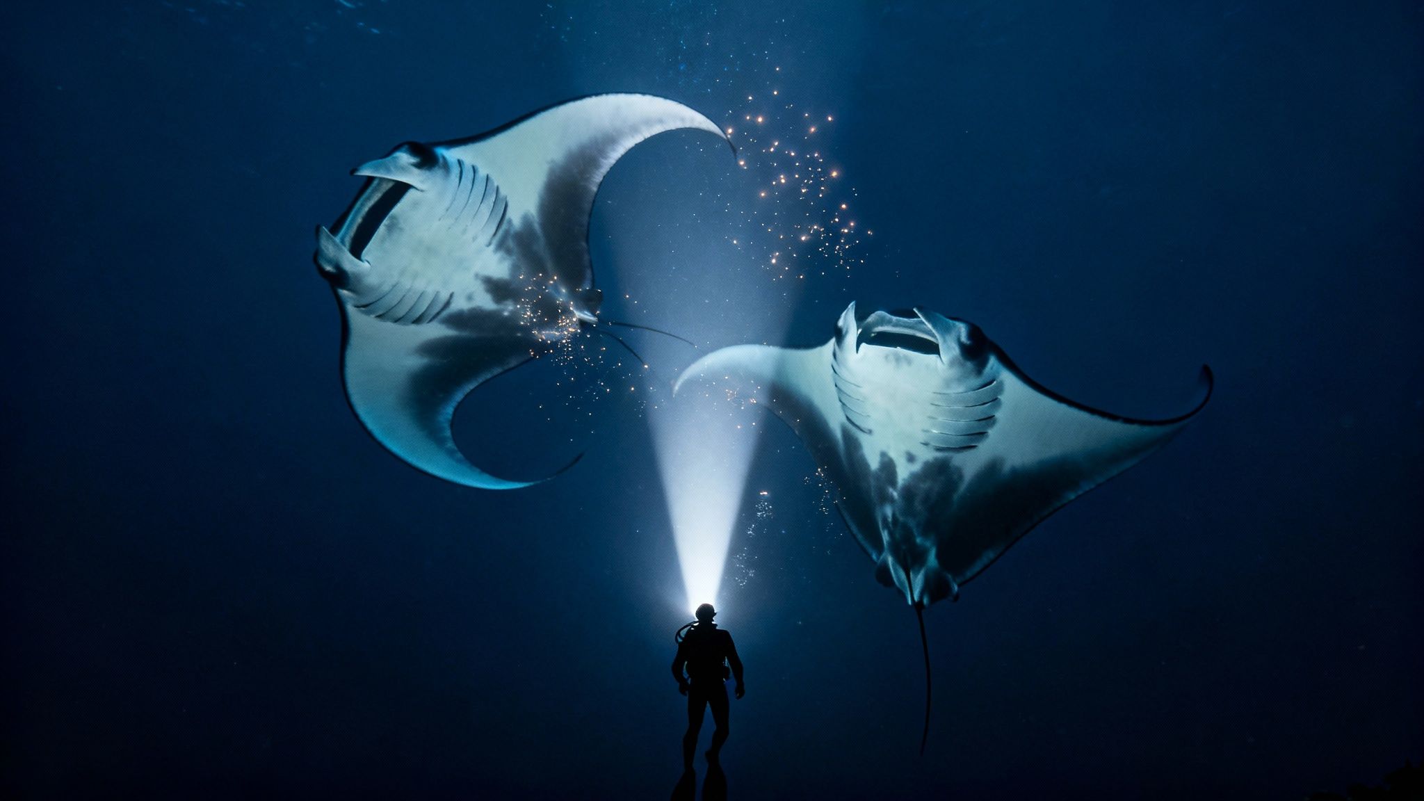 A diver shines a bright light on two giant manta rays in the deep dark ocean, surrounded by sparkling particles.