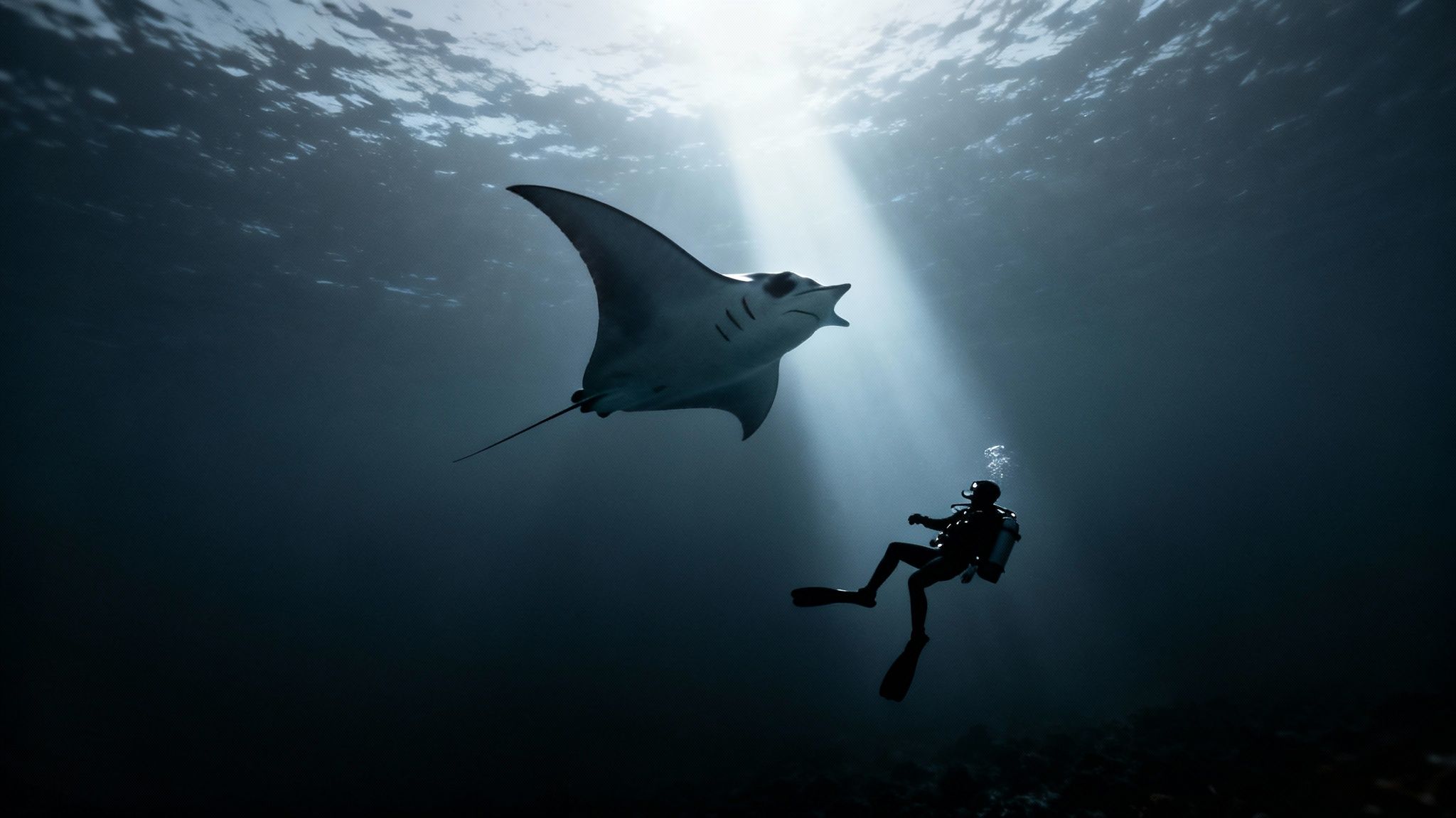 Divers watching a giant manta ray swim overhead during a night dive in Kona, Hawaii.