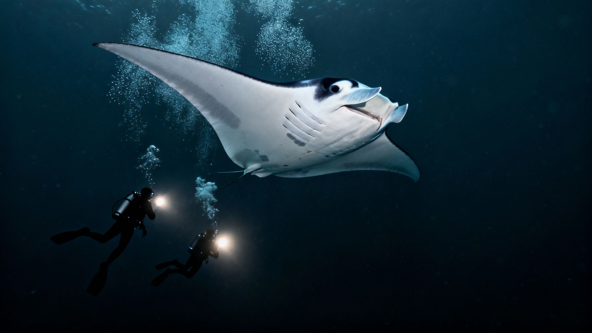 Two divers with lights swim beneath a majestic manta ray in dark blue ocean water.