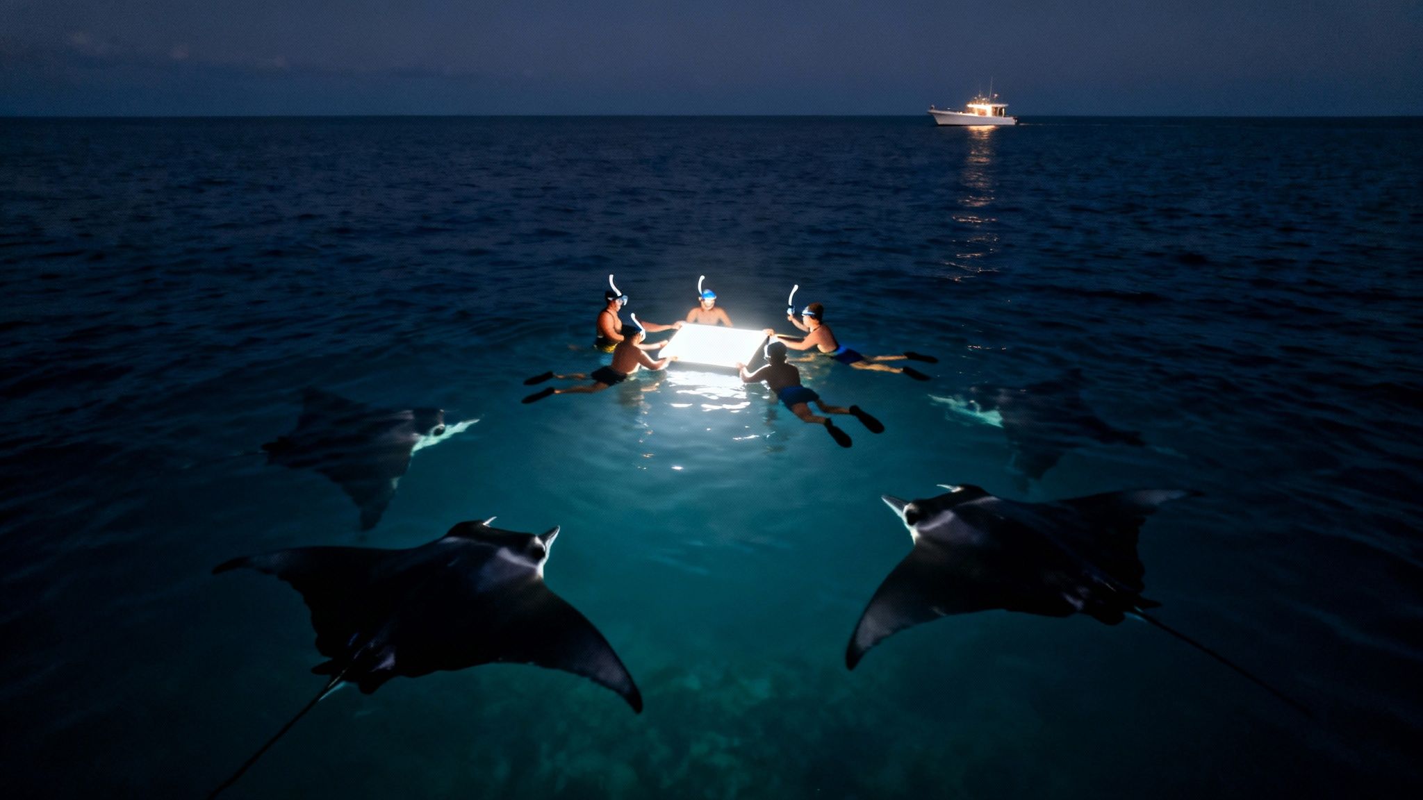 People snorkeling at night with large manta rays attracted to an underwater light board.