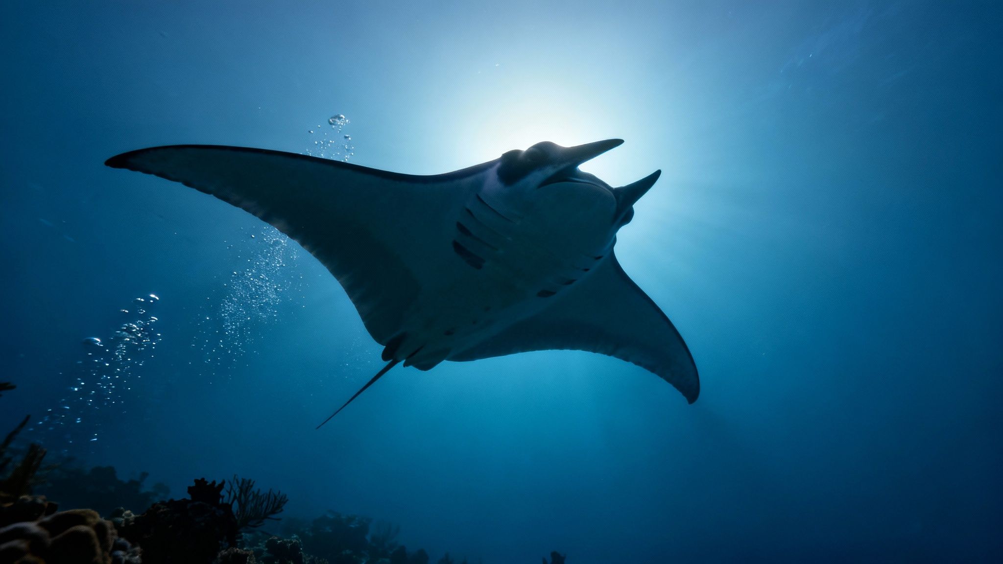 A scuba diver swims gracefully near a large manta ray during a night dive in Kona, Hawaii.