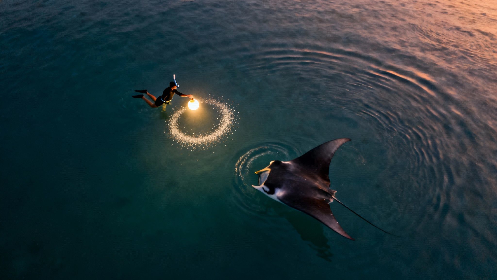 People snorkeling with manta rays at night in Kona